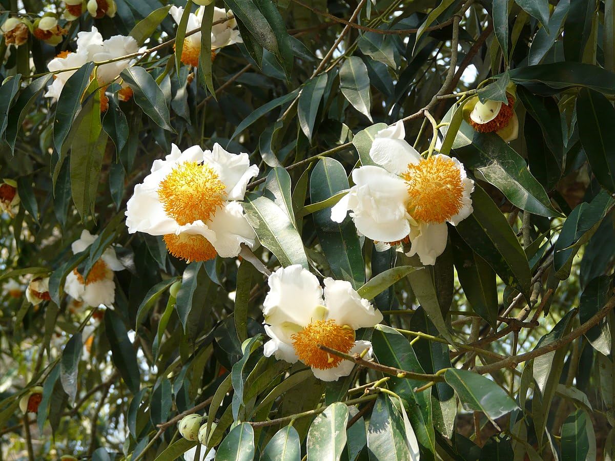 Nagkesar | Mesua Ferra | Indian Rose Chestnut | Nageswar | Ceylon Ironwood | Cobra Saffron Fragrant Flower Plant-image-48