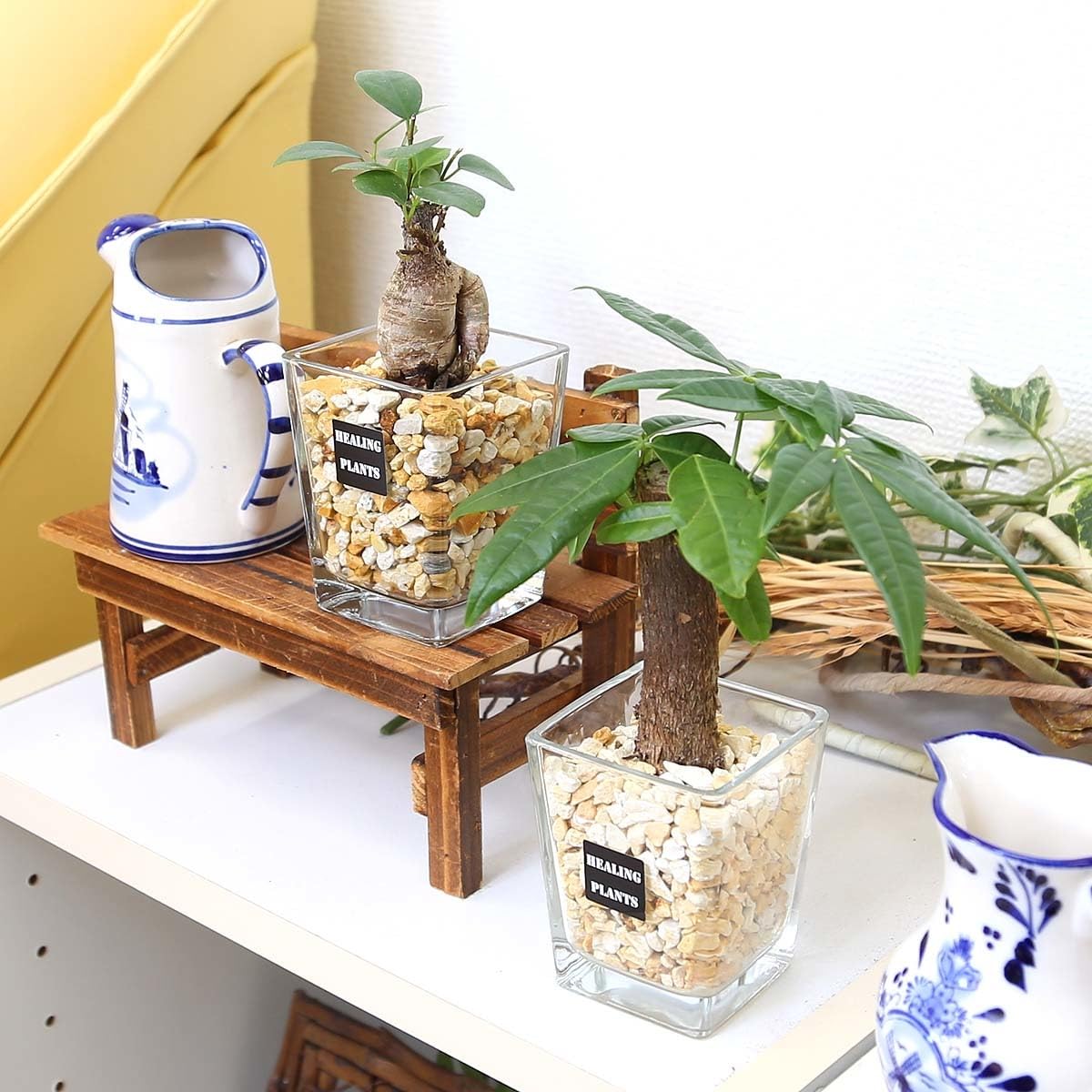 その他観葉植物 / ?media_id=3608946905184638382