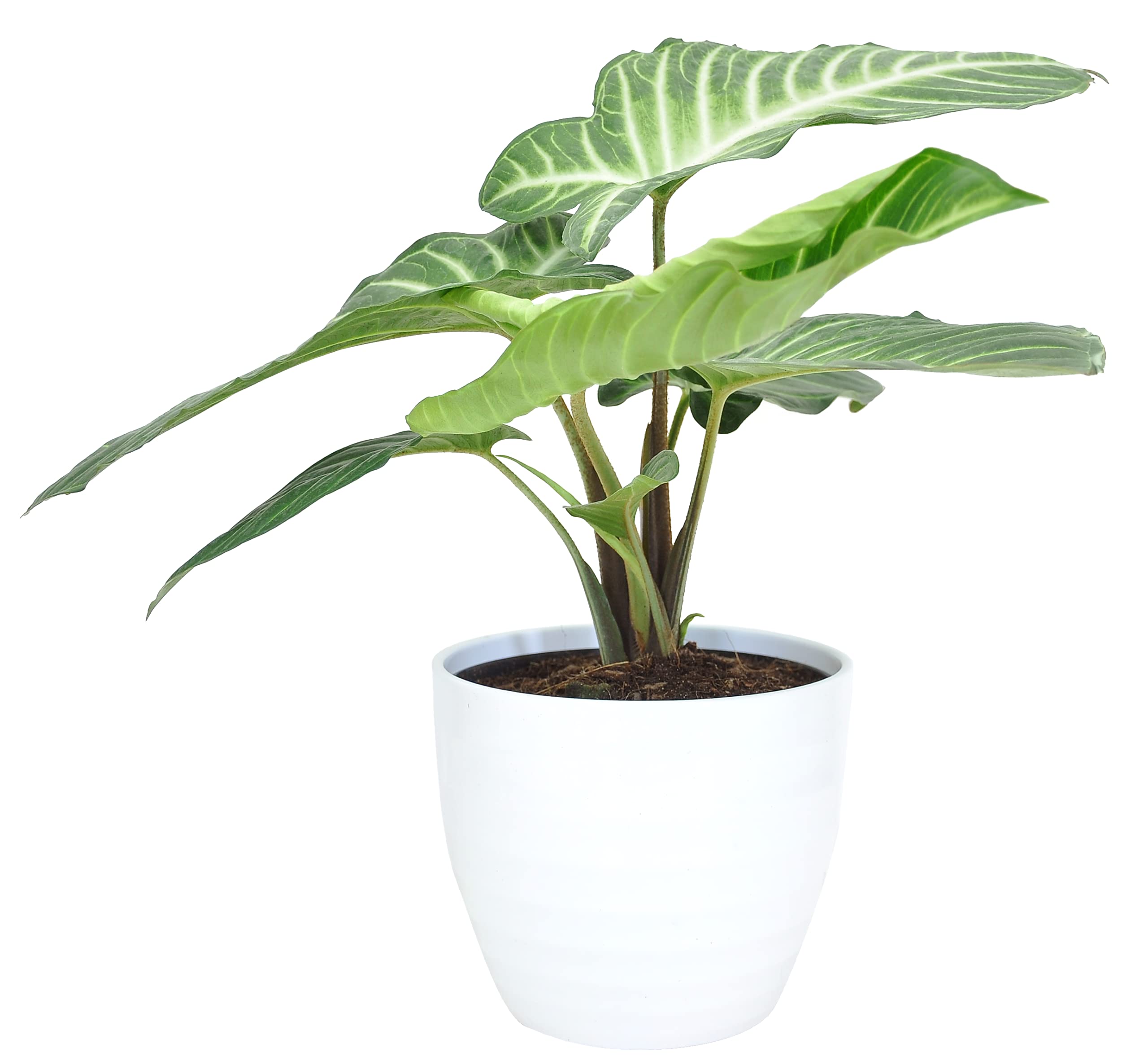 Costa FarmsLive Indoor Trending Tropicals Xanthosoma Plant 15-Inches Tall, White Décor Pot