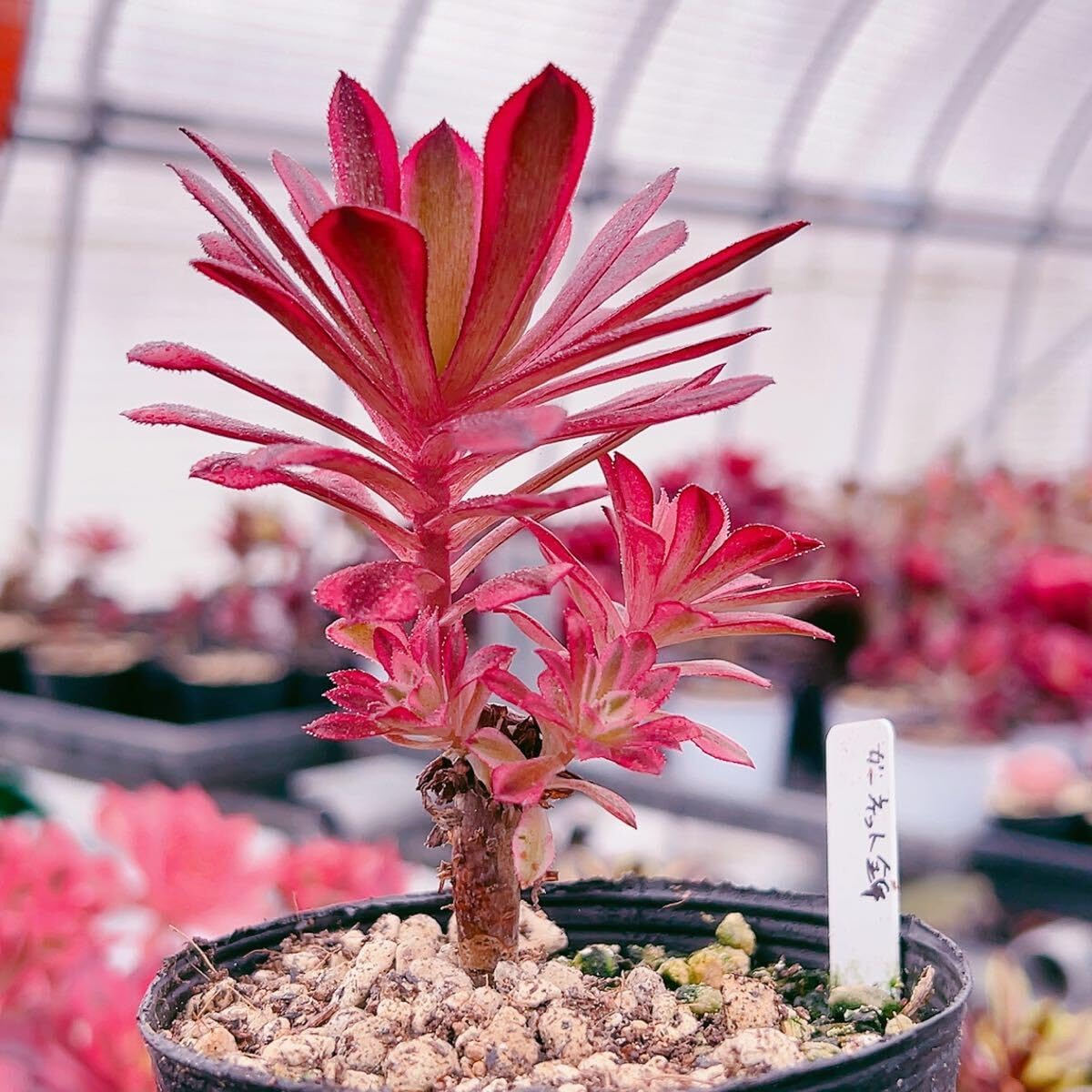 18#多肉植物アエオニウム錦❤️ ガーネット花颜錦 ❤️1頭9cmカット苗 多肉植物 アエオニウム ガーネット錦 美苗 #g2 | Pay ID