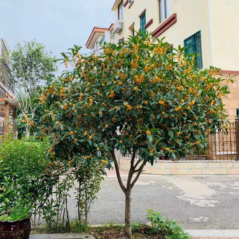 Osmanthus Fragrans - balcón decoración de jardín que prefieren 6Plantas