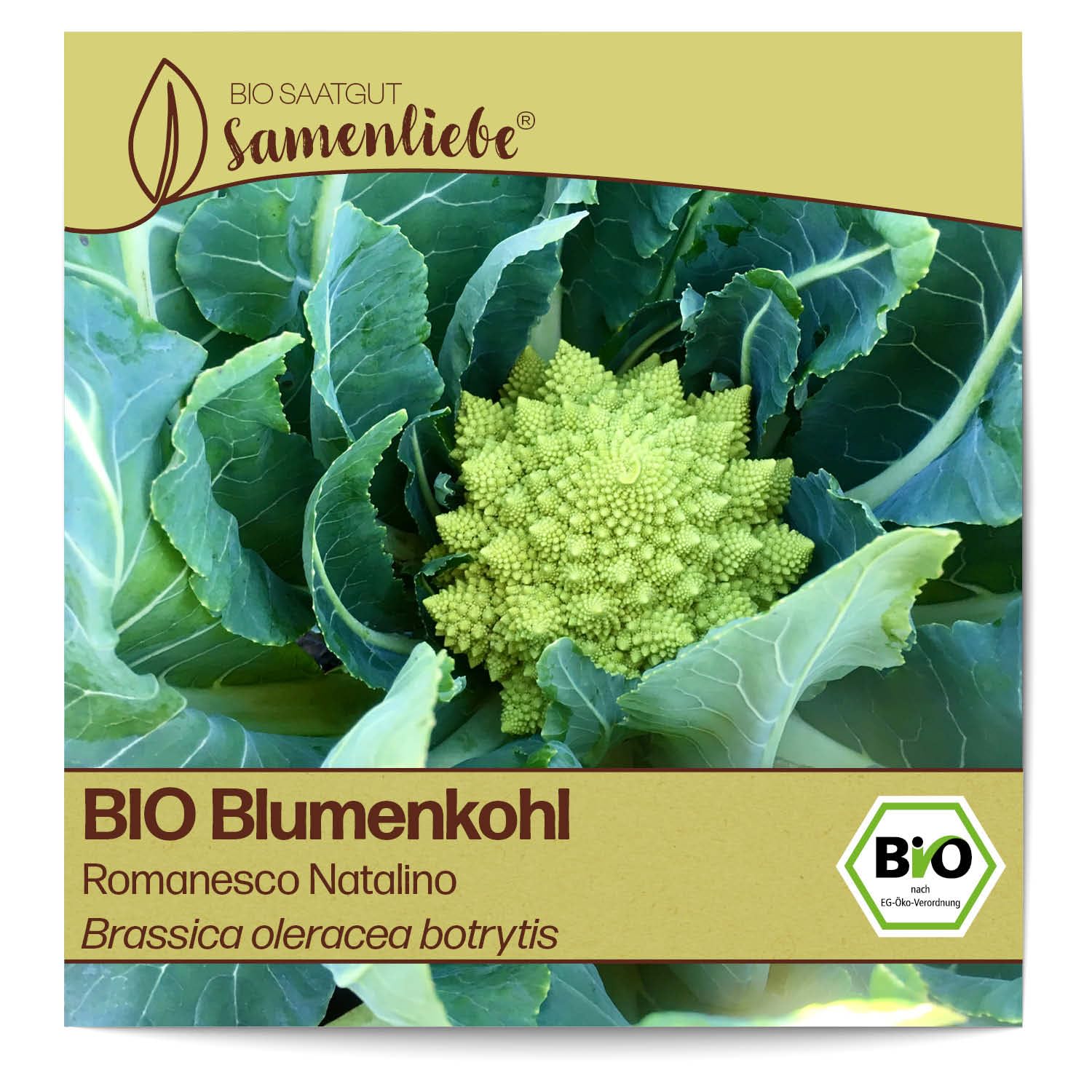 BIO Rotkohl Samen 'Kalibos' – Samenfest, 100 Samen, Mild-süßlicher Spitzkohl, Für Freiland & Balkon