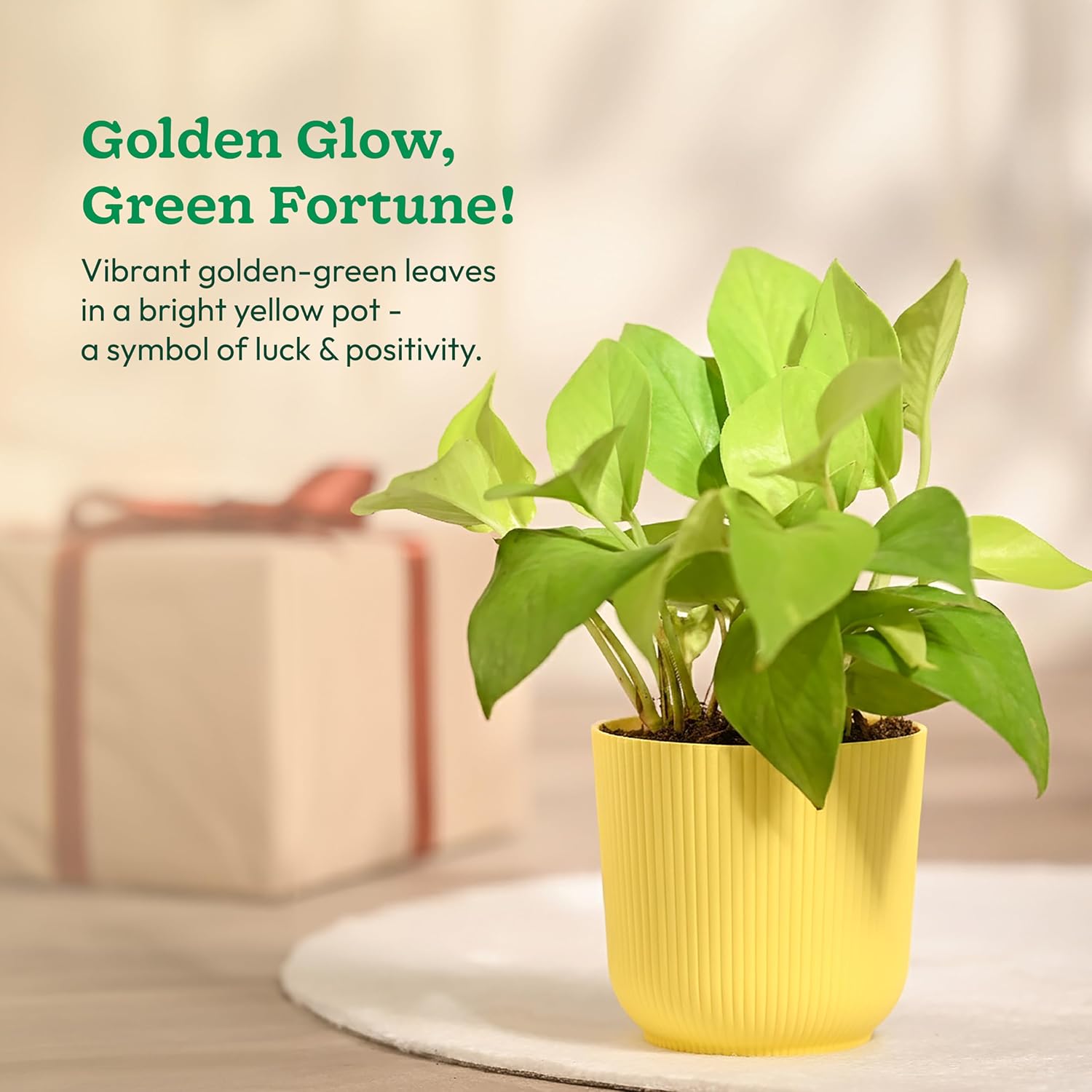 Ugaoo Money Plant Golden with Ibiza Pot | Indoor Plants for Home | Plants for Living Room - Image 3