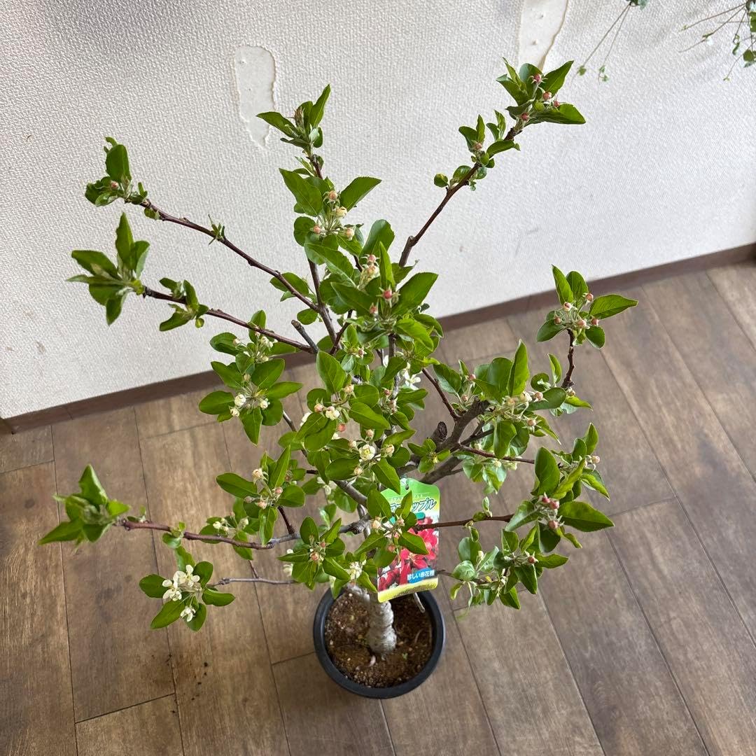 極耐寒性ユッカ フィラメントーサ群生大株◇ドライガーデン多肉