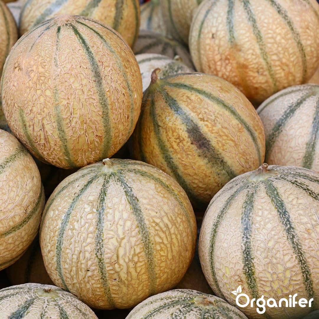 Organifer Fertilizzante liquido organico 1L per melone