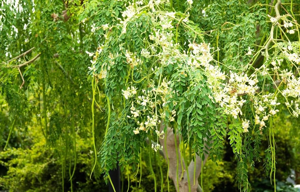 The Gifti Fresh and Nutritious Moringa Sohjna or Drumstick Plant Grow with this Live Plant Experience the Health Benefits of Growing Your Own outdoor home garden (B0C9D24CCZ) Amazon Price History, Amazon Price Tracker