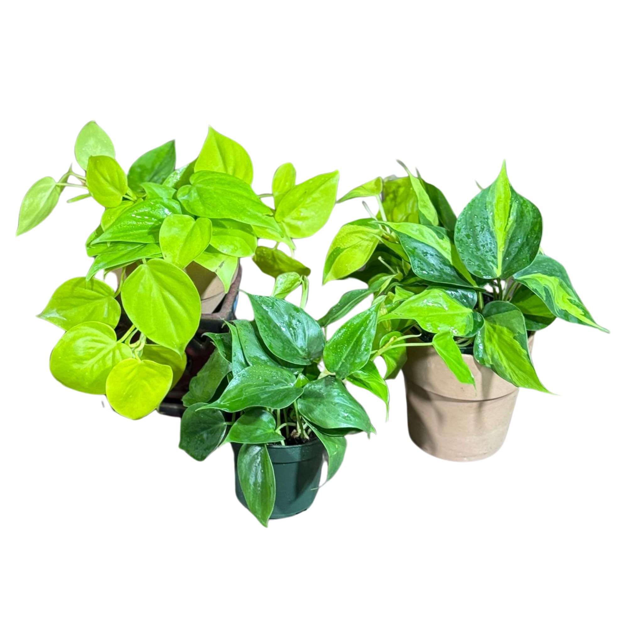 PLANTVERS set of 3 philodendron plants Brazil Lemon Lime Jade Heartleaf in 4 inch nursery pots