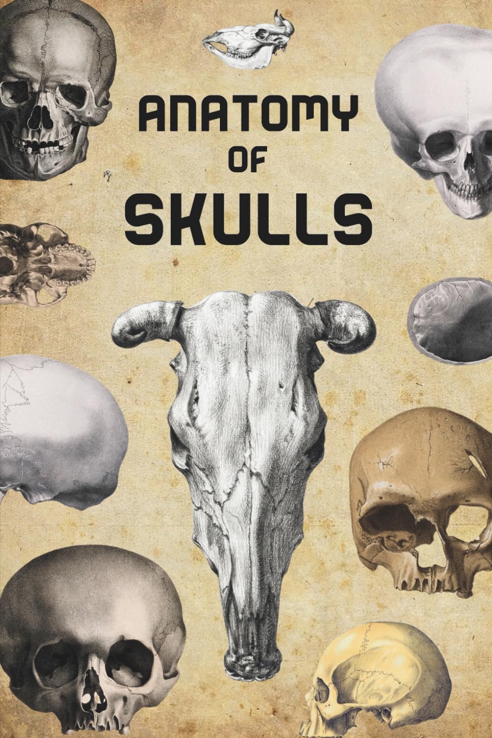 Anatomy of Skulls, Skeletons & Bones: Vintage Book of Human and Animal Anatomy for Artists , An Illustrated Art Guide for Designers To Learn How to Draw Figures, Body and Head      Paperback – November 12, 2025