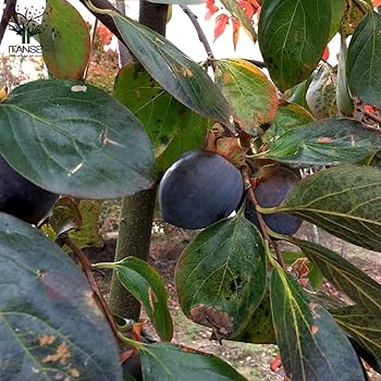 珍しい 黒柿 甘い 果樹苗木 鉢ごと発送 黒柿(甘)苗木