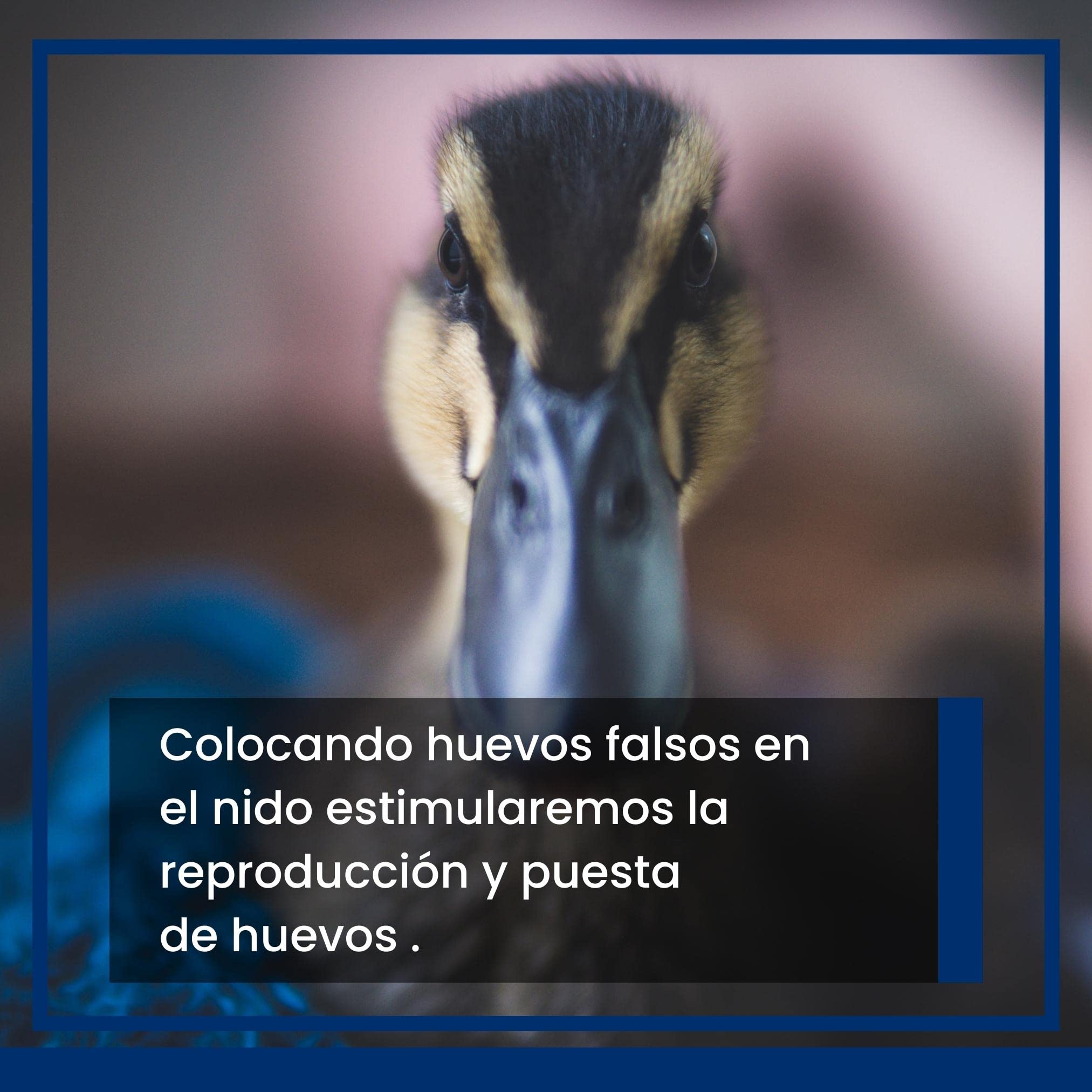 FINCA CASAREJO Œuf Faux Mouton Canard