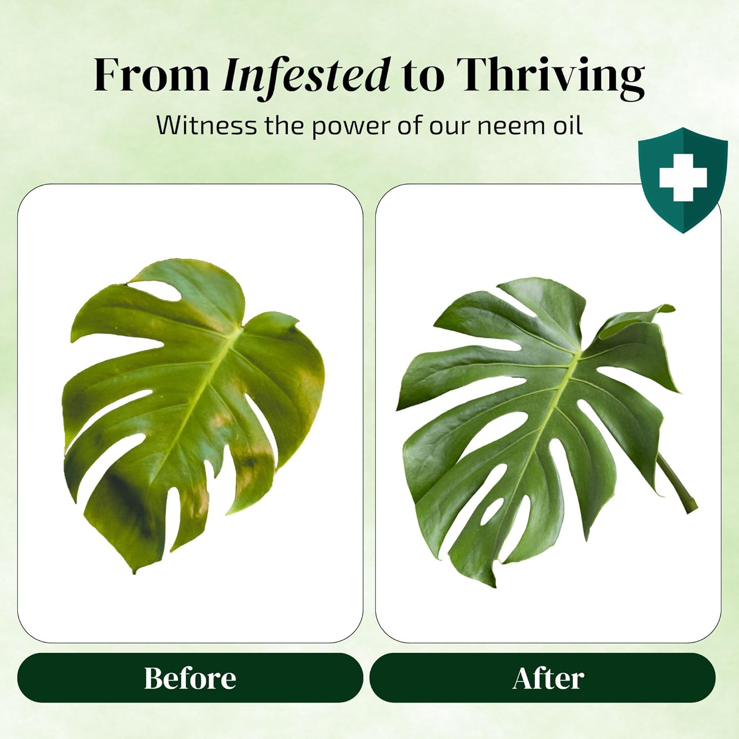 Neem Oil for Plants (Makes 480 fl oz) with Spray Bottle & Essential Oils | for Indoor Houseplants & Outdoor Gardens, Natural Leaf Shine - Image 4