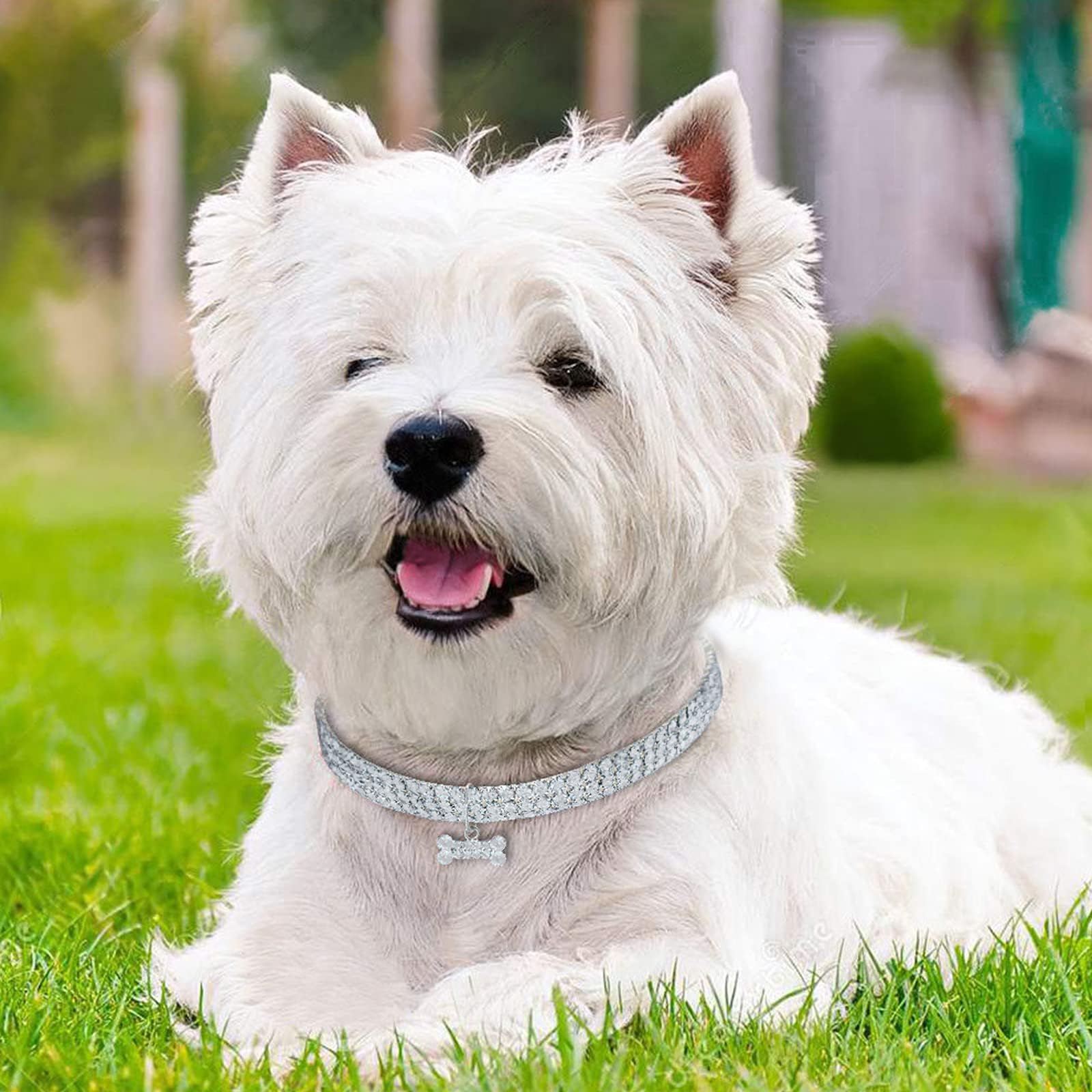 Collare Regolabile Per Cani Piccoli Con Perline Acriliche Colorate – 31,2 Cm, Leggero E Carino Per Chihuahua, Pomerania E Yorkie