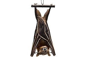 Real Hanging Greater Short-Nosed Fruit Bat | Cynopterus Sphinx | FOV