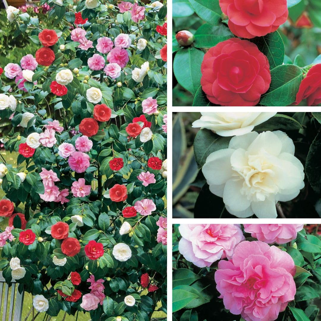 Camellia Plant Tricolour Outdoor Plants Low Maintenance Hardy Evergreen Garden Shrub Pink, Red and White Blooms, Multicoloured, Gardening Gifts 1 x in 15cm Pot by Thompson and Morgan