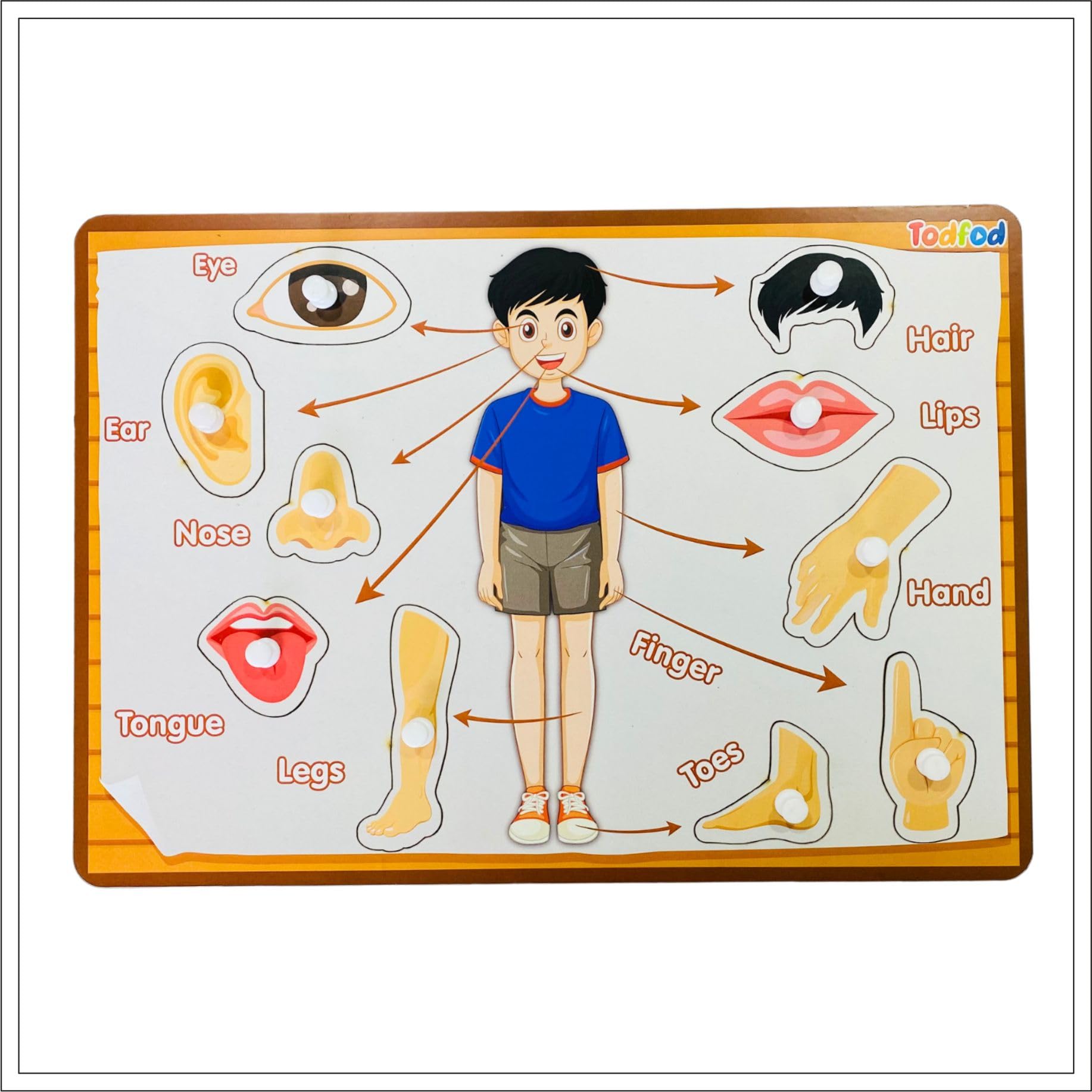 TodFod Human Body Parts Wooden Puzzle for Kids Early Learner Educational Jigsaw Puzzles Set for Kids & Childerns 3 Years and Above - Pre Nursery Educational and Learning Toys Games (B0D57NK8J2) Amazon Price History, Amazon Price Tracker