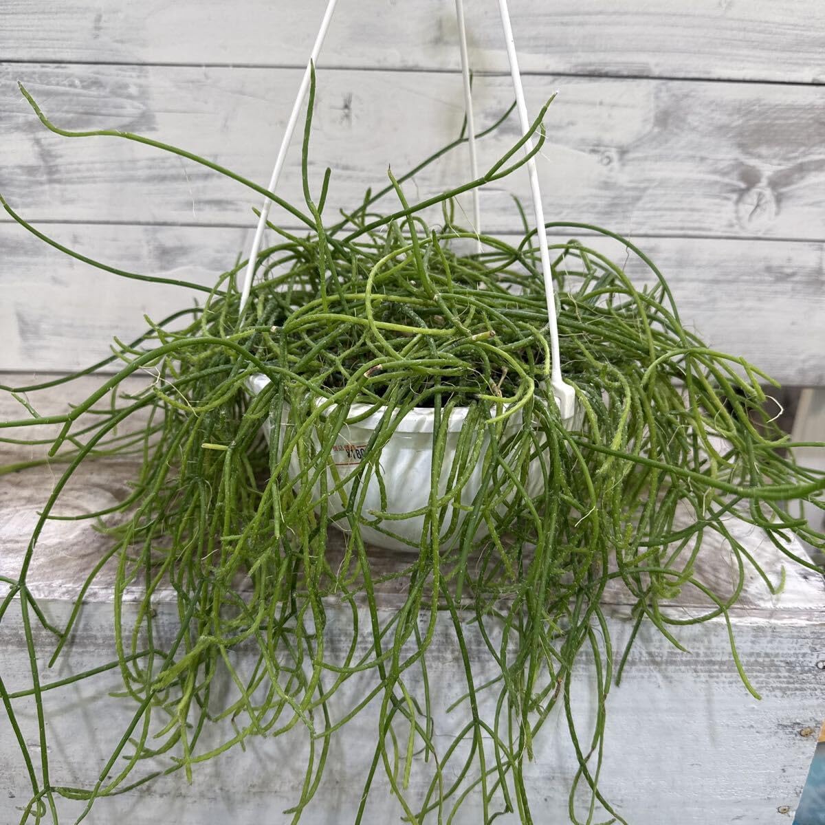 宮崎マンゴー苗 マンゴー苗木 ポットのまま発送 無農薬 マンゴー苗