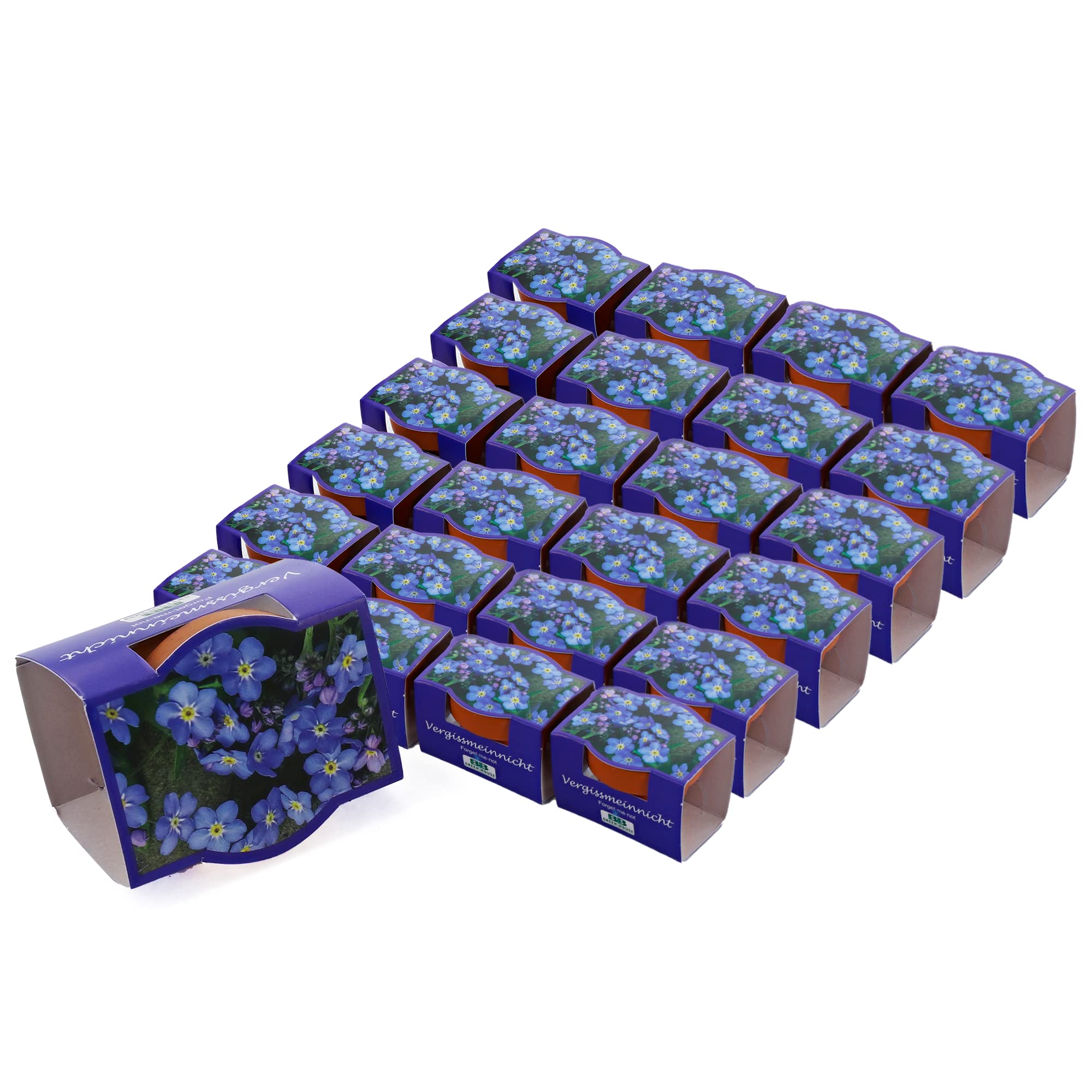 Bull & Bear 25er Set Minipflanzset Vergissmeinnicht, Blumensamen im Topf 40mm, Mini Blumen als Anzuchtset mit Pflegeanleitung