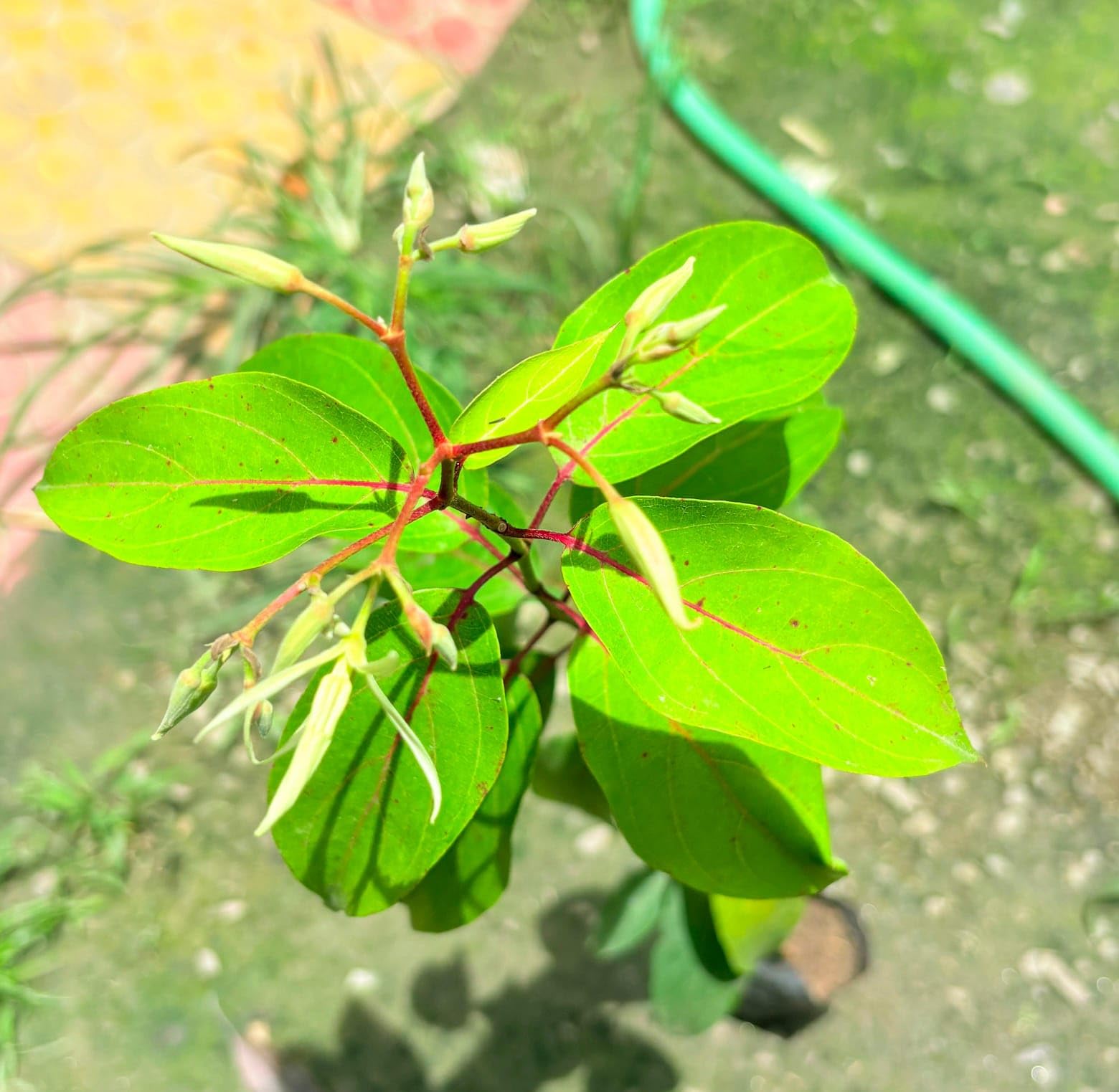 Java Olive Tree Live Plant (Pack of 2 Live Plant) : Amazon.in