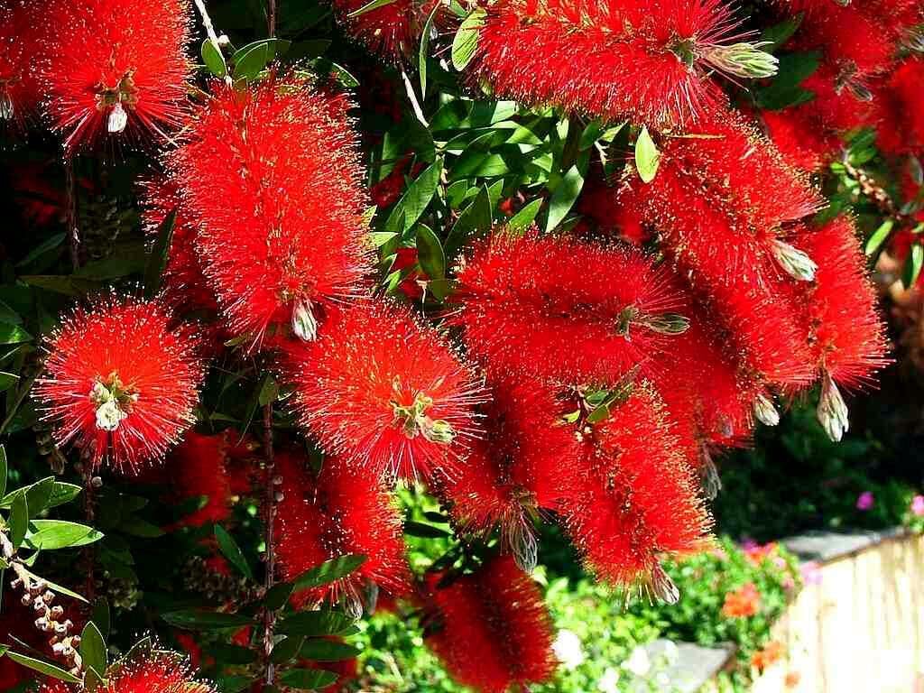 100 Seeds Weeping BOTTLEBRUSH Flower Tree Seeds | Callistemon viminalis Garden Plant