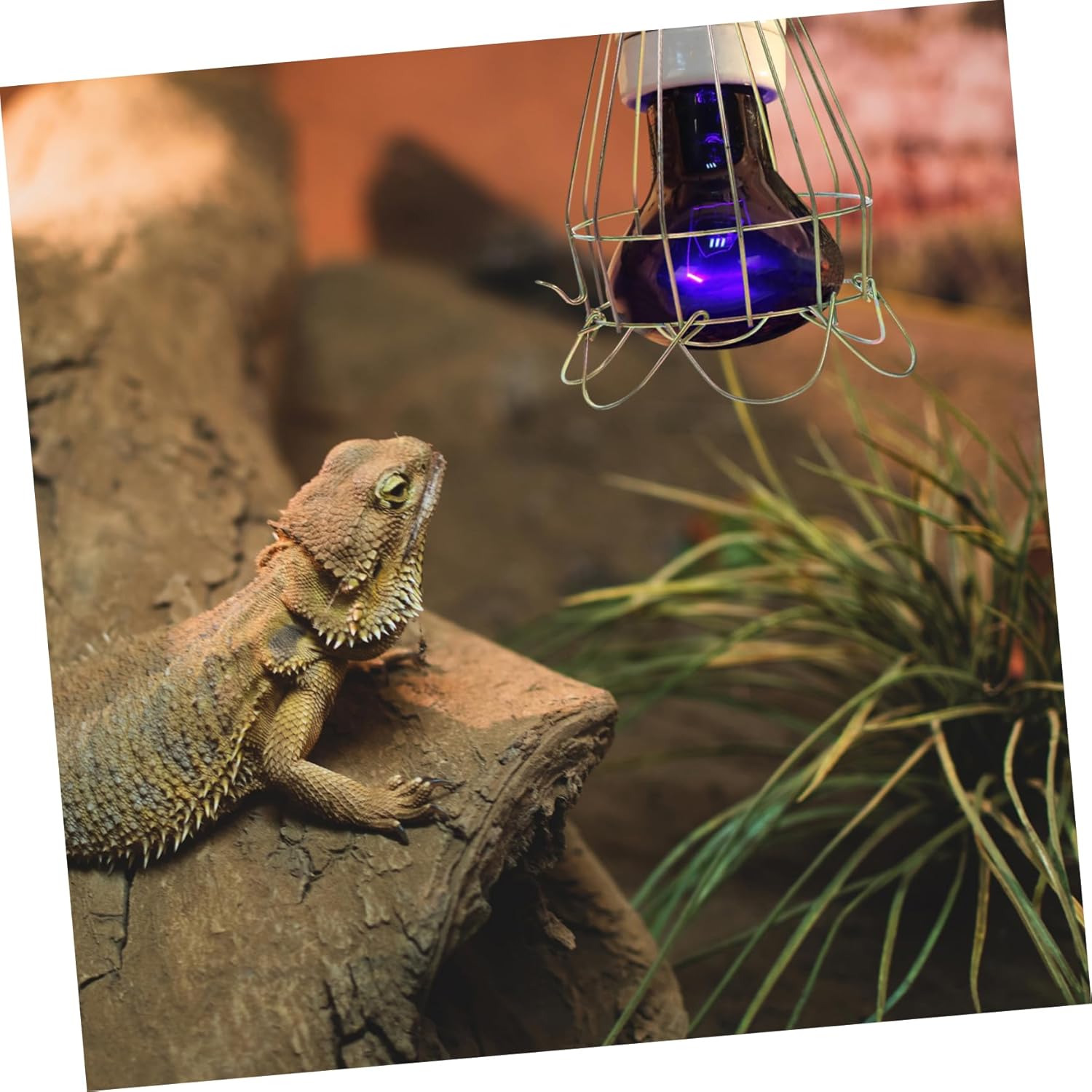 POPETPOP 5pcs Box Turtle Basking Lamp Heat Lamp Protector Cage Reptile Removable Lampshade for Habitat Lighting Shade