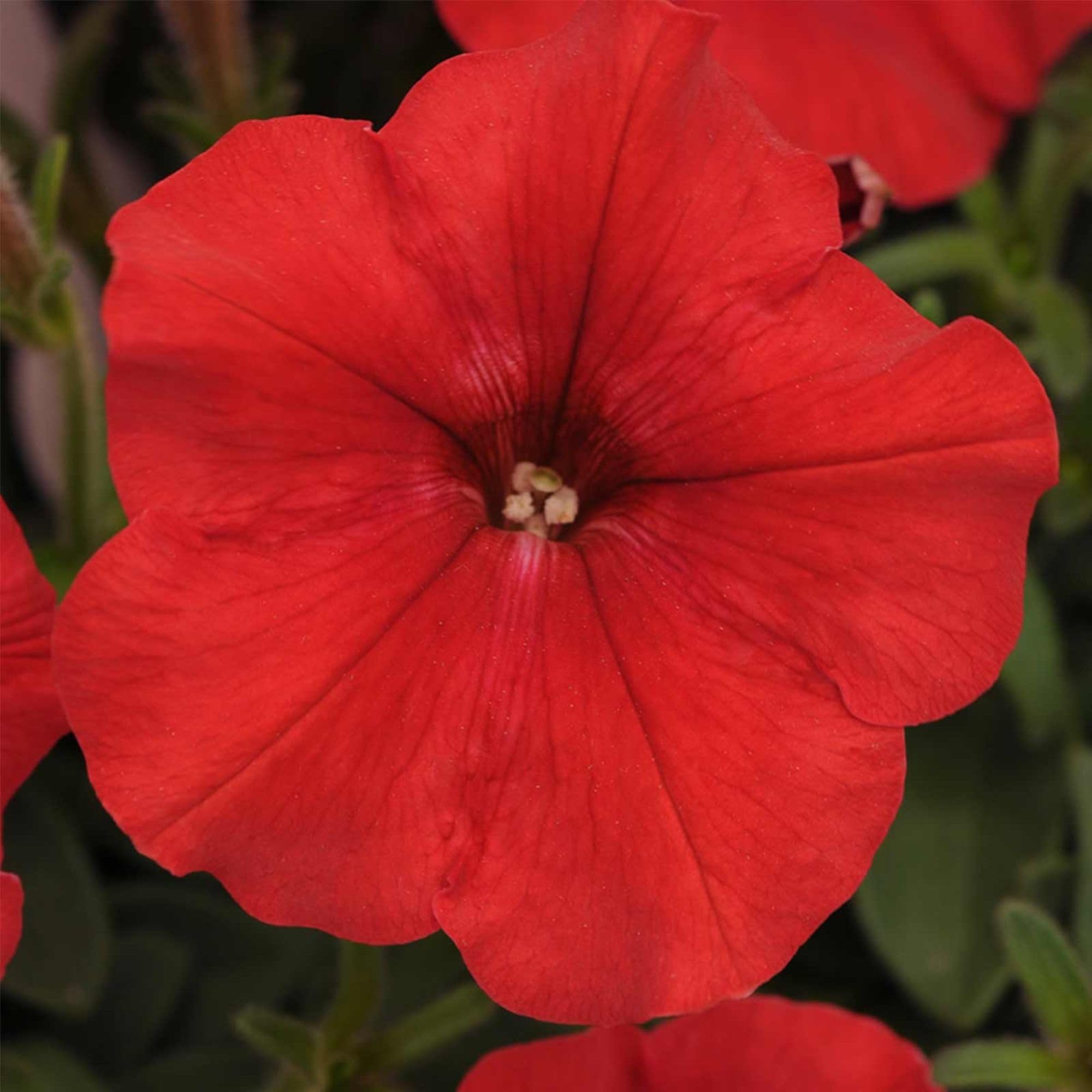 Easy Wave Series Petunia Red Color Seeds