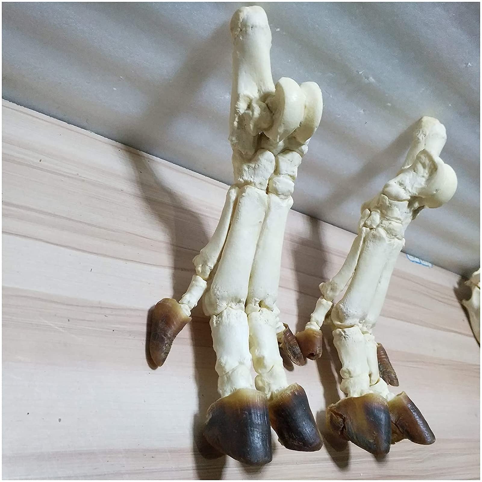 Model Anatomiczny, Model Szkieletu Kłusaka - Model Szkieletu Stopy Świni - Replika Szkieletu Zwierzęcia W Naturalnej Wielkości - Anatomiczny Model Szkieletu Zwierzęcia - Do Nauki, Nauczania, Demonstr