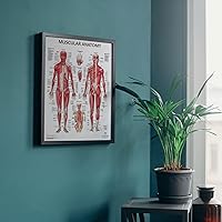 Vista 2 de Anatomy Lab Tabla anatómica del sistema muscular, laminado, 17.3 x 22.5 pulgadas, diagrama de los músculos, carteles médicos, póster del sistema