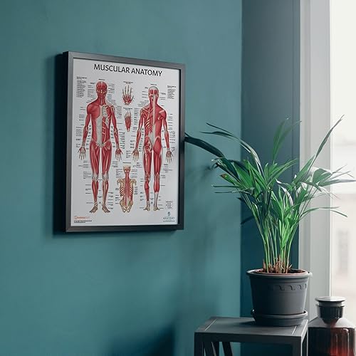 Miniatura 2 de Anatomy Lab Tabla anatómica del sistema muscular, laminado, 17.3 x 22.5 pulgadas, diagrama de los músculos, carteles médicos, póster del sistema