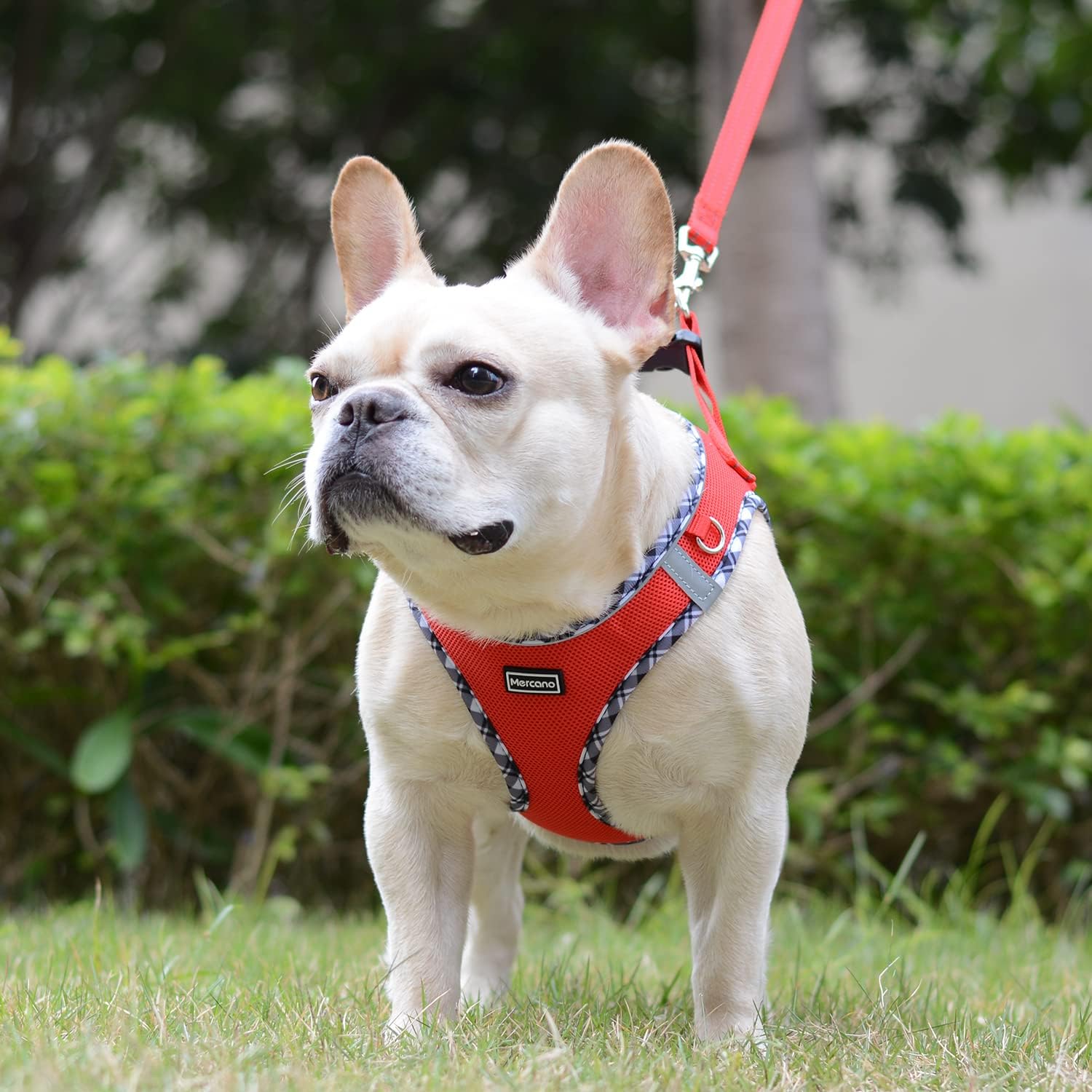 Mercano Soft Mesh Dog Harness and Leash Set, Step-in Reflective Breathable Lightweight Vest Harnesses with Safety Buckle for Small Dogs, Cats (Red, XL) image 4