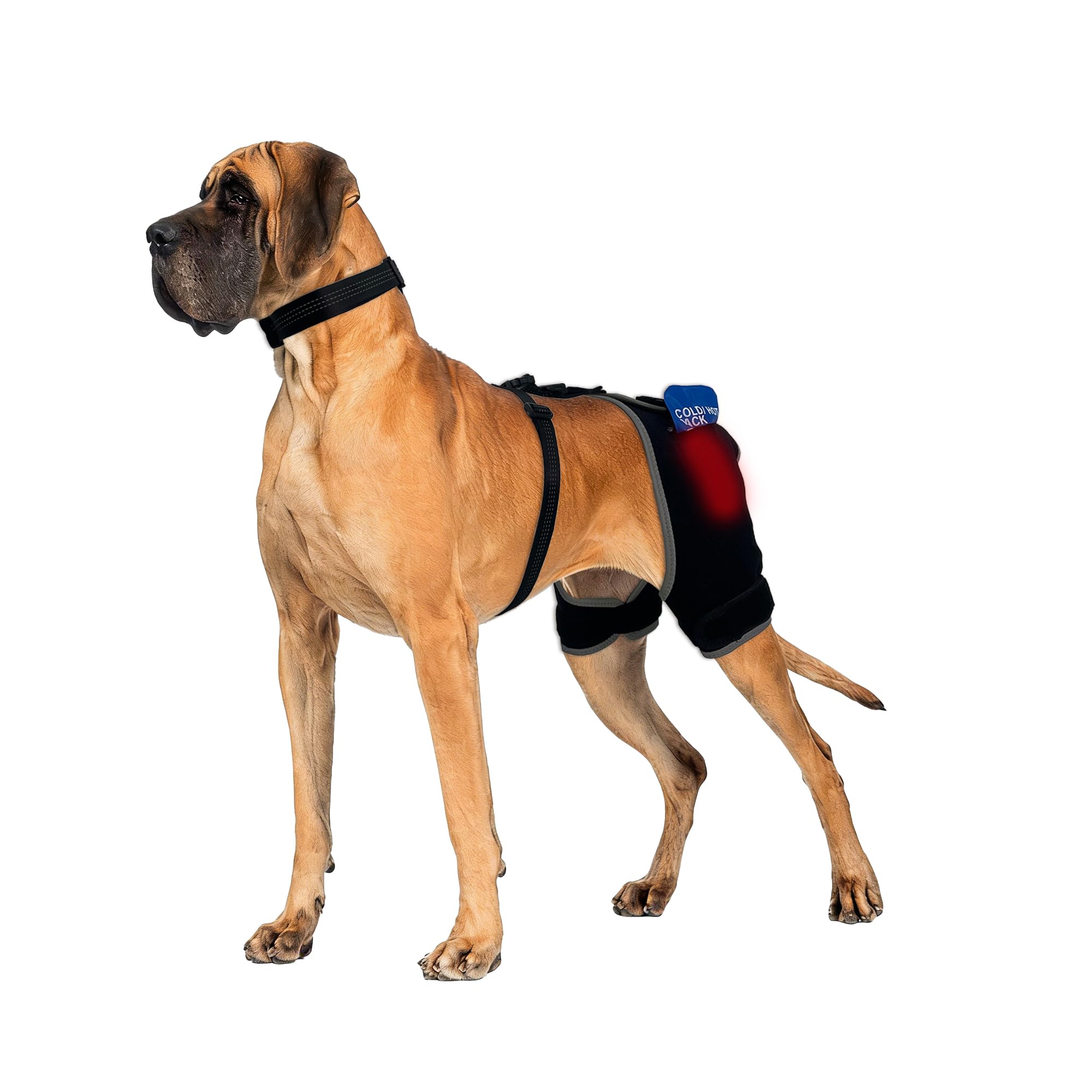 Soporte para displasia de cadera para perros, soporte de cadera para perros con terapia de frío y calor, 2 paquetes de gel incluidos, bolsillo de intercambio rápido, soporte ajustable para