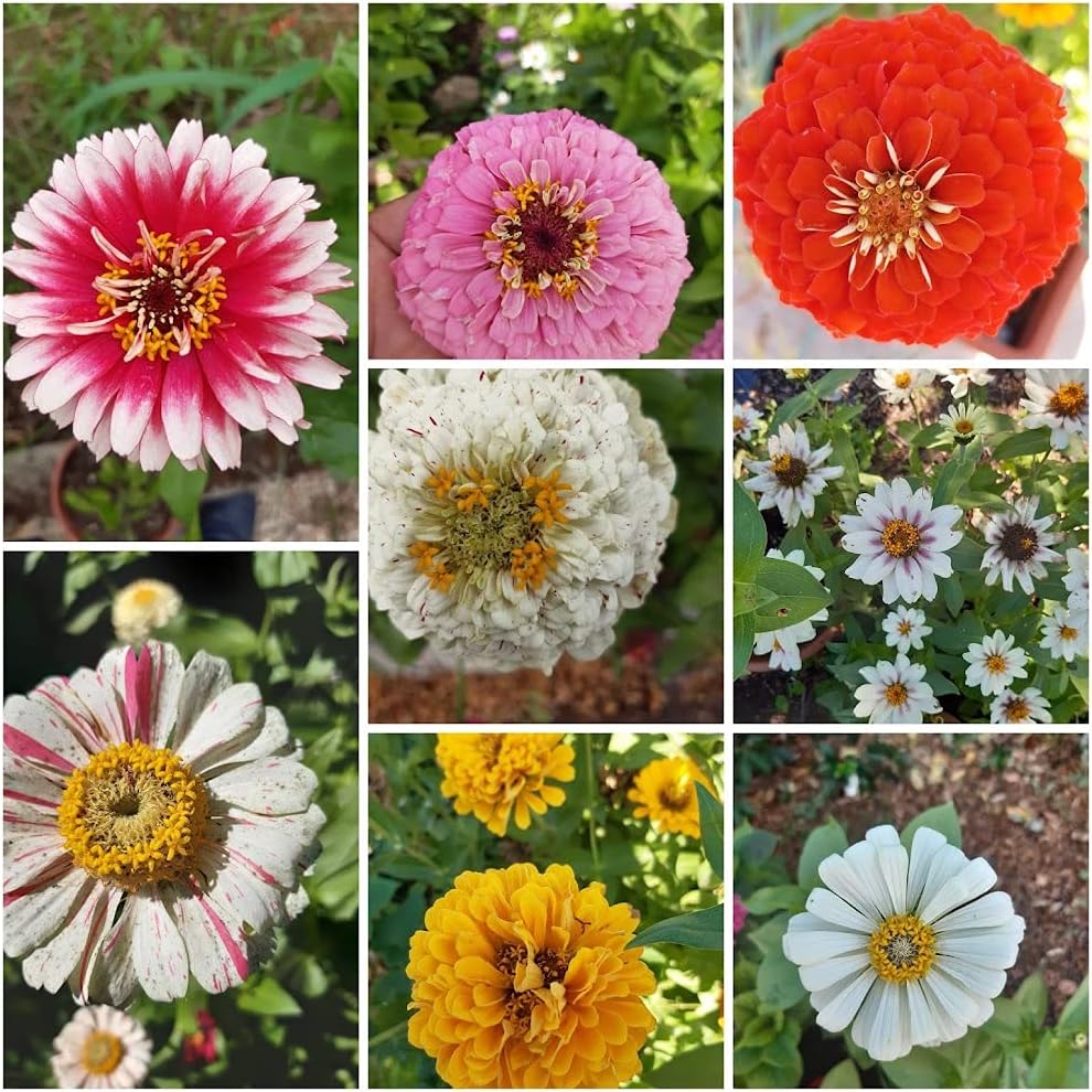 RWS 50pcs colores mezclados Zinnia elegans semillas gigante Jardín establecimiento de la flor