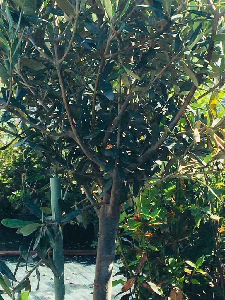 Ulivo Olea Europea In Vaso ø22 Cm - Altezza 70/80 Cm | Vivaio Di Castelletto - Foto 7