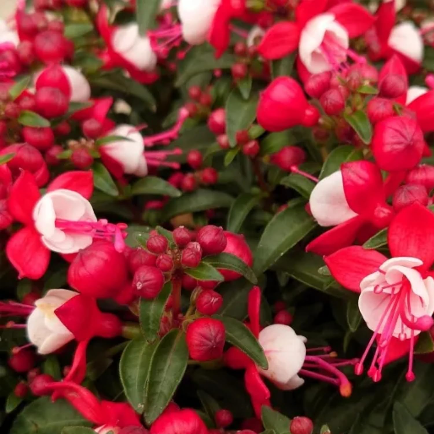Amazon.com : Pack 4 Fuchsia Plants Live, Red White Flower Plant, 4 to 6  Inches Tall, Fuchsia Live Plants 4 Inc Potted : Patio, Lawn & Garden