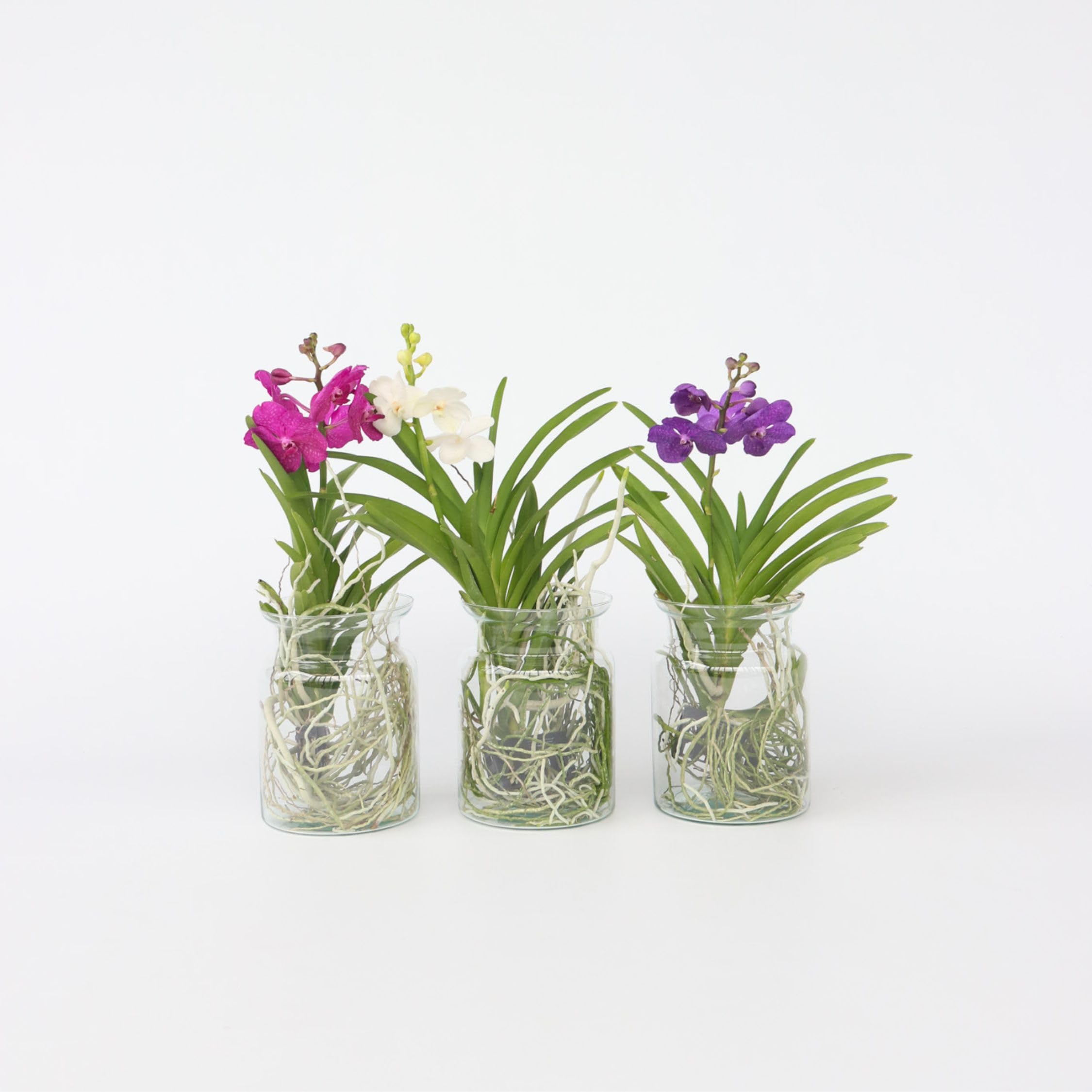 Plant in a Box - Vanda 'Bose' en jarrón - Orquídea - Azul - Altura 45 cm