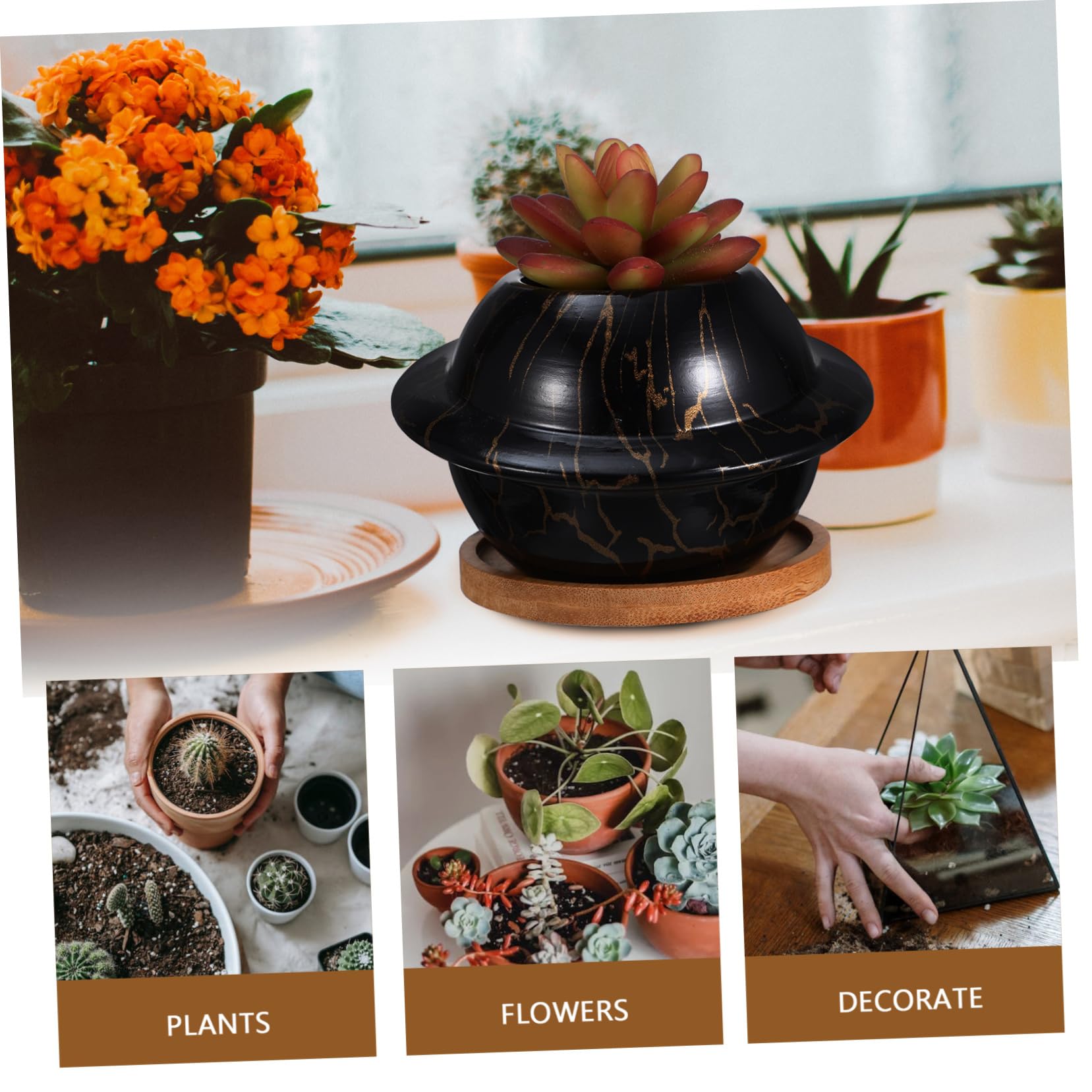 Amazon.co.jp: HAKIDZEL 1セット製 型多肉植物ポット 木製トレー付き