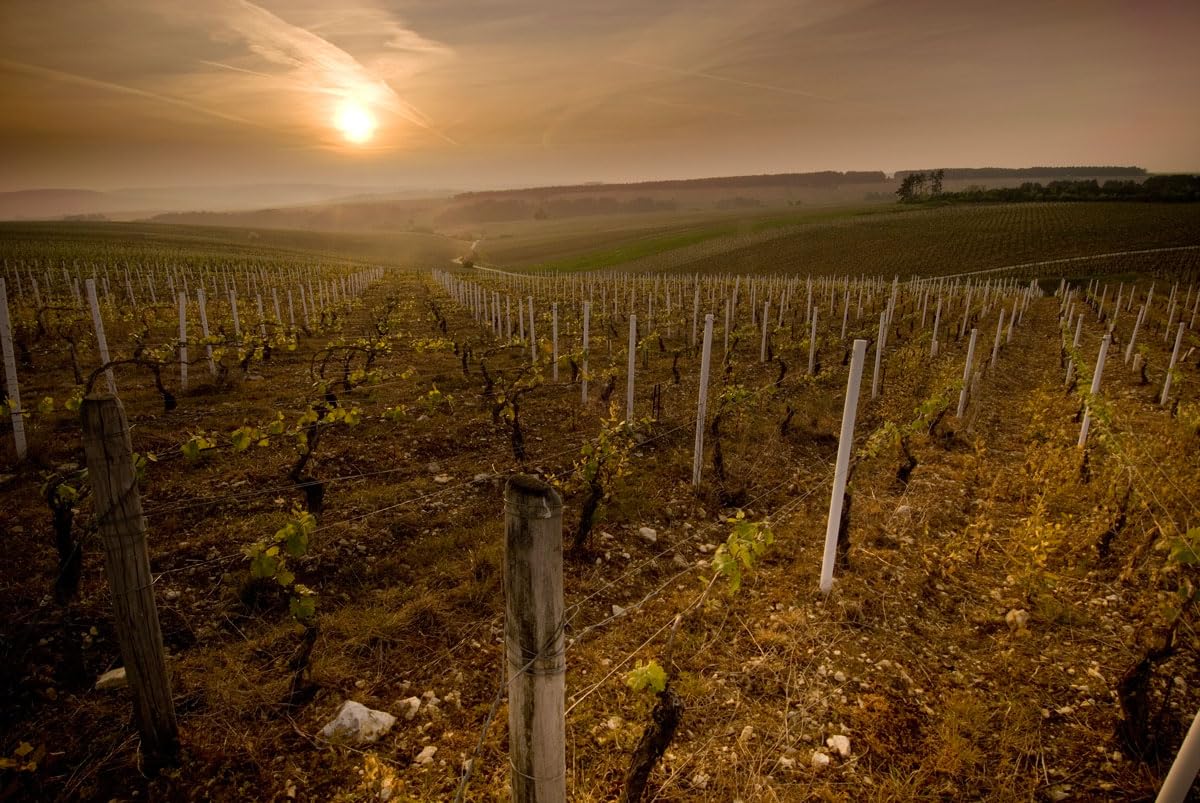 Régnard Chardonnay Grand Régnard Chablis – Weißwein trocken aus Chablis Frankreich (1 x 0.75 l)