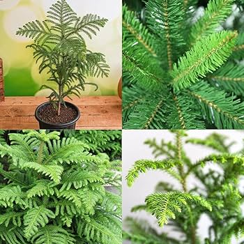 ibains Araucaria Live Plant, Christmas Air Purifying, Monkey