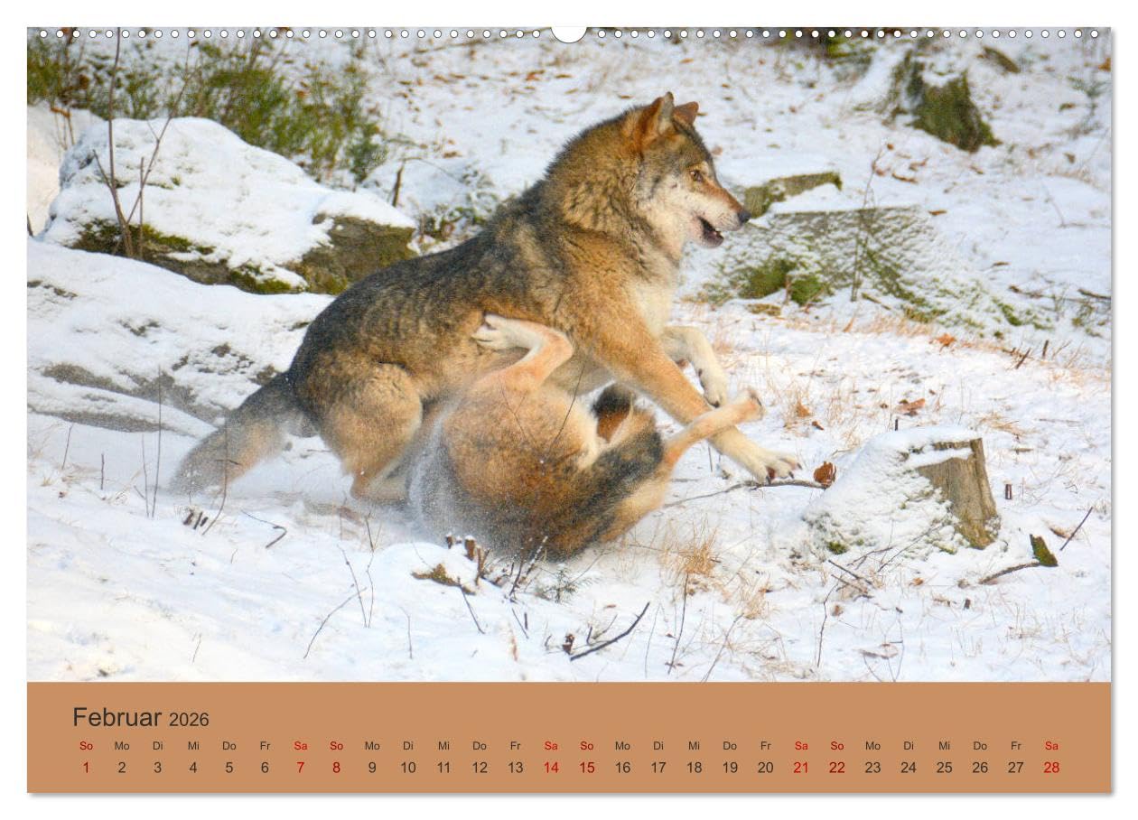 Begegnungen DER WOLF (Wandkalender 2026 DIN A2 quer), CALVENDO Monatskalender: Der Wolf - fantastische Bilder vom Isegrim. (CALVENDO Tiere)