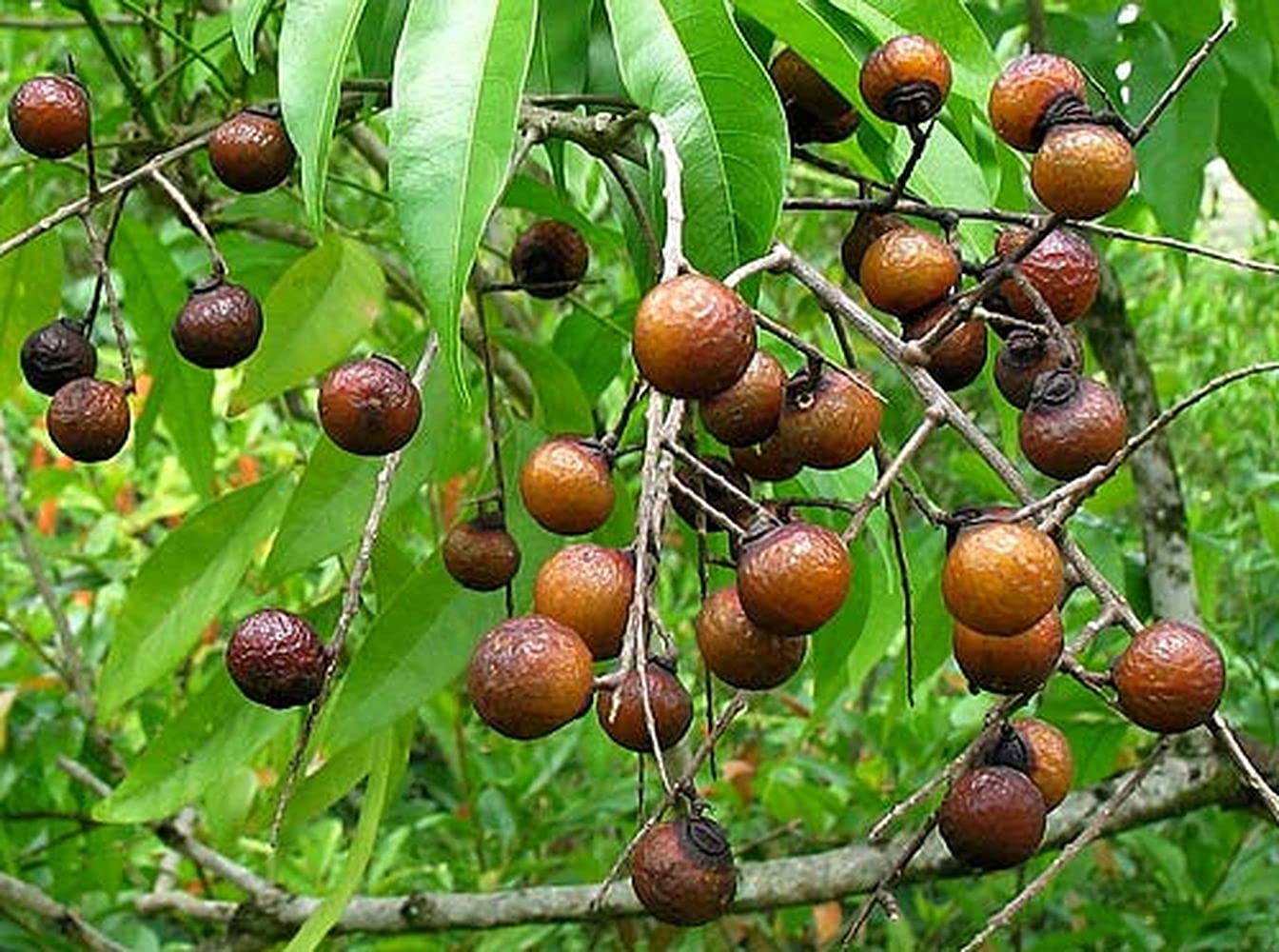 PLANTOGALLERY Plant Seeds | Indian Soapberry – Reetha Plant Seeds For Garden (30 Seeds Pack) (B09B2K7ZMX) Amazon Price History, Amazon Price Tracker