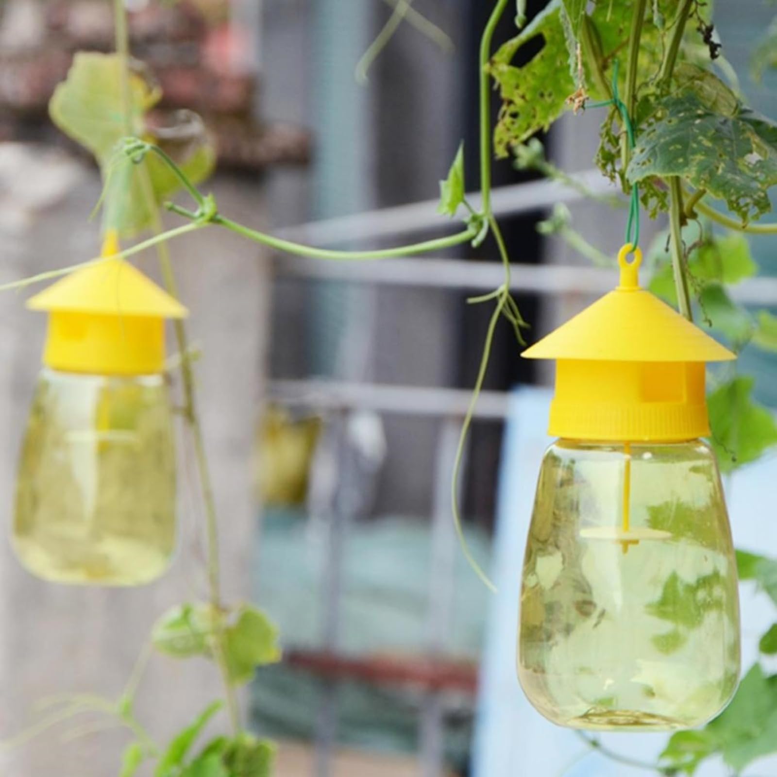 Fruchtfliegenfallen Indoor Outdoor, Ungiftige Schädlingsbekämpfung für Küche & Obstgarten, Einfache Einrichtung mit Essig & Köder (2 Fallen)