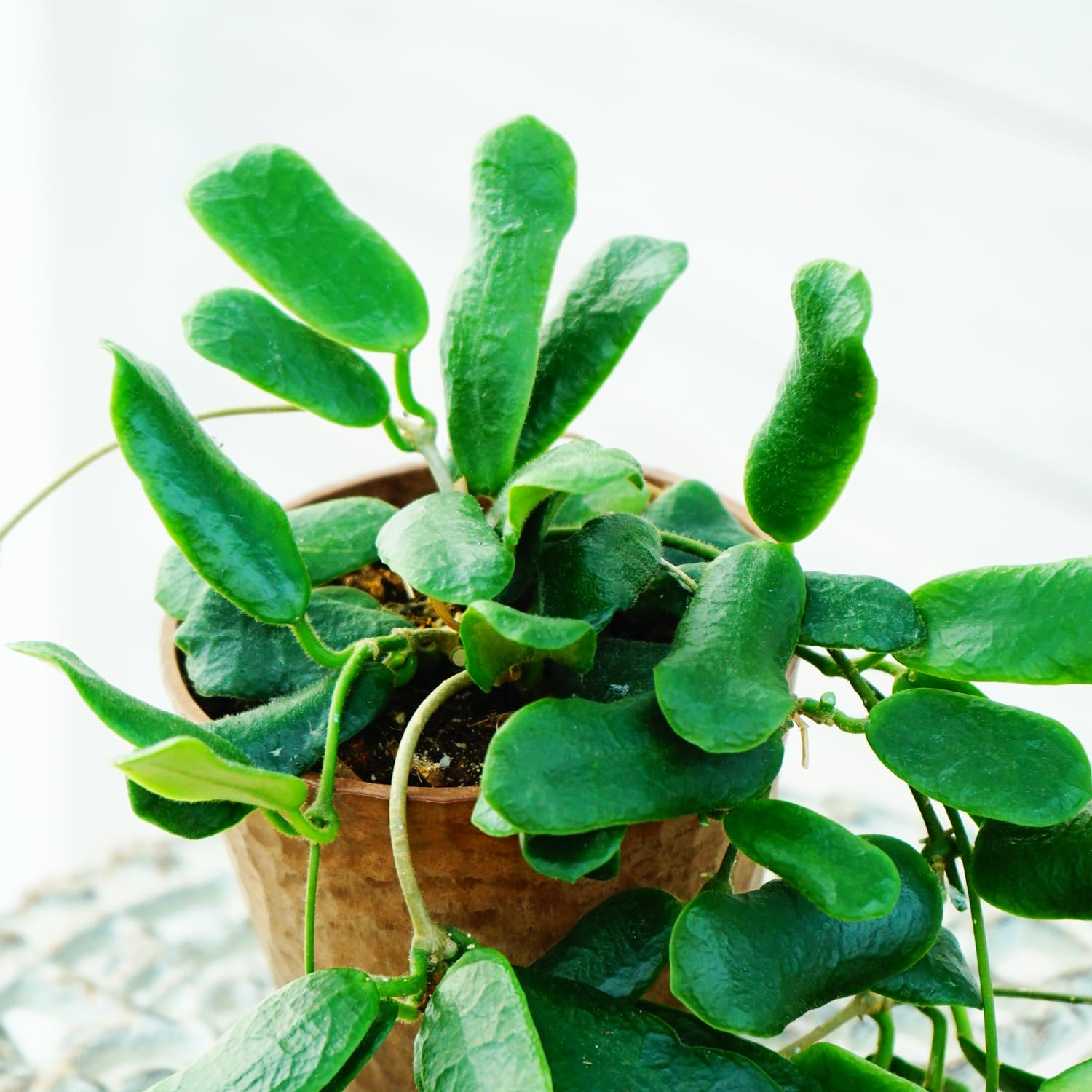 Amazon.co.jp: 観葉植物 ホヤ ロツンディフォリア 1株 9cmロング