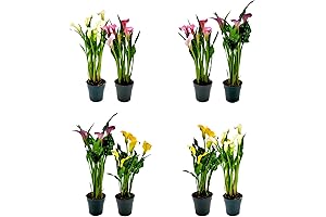 Alcatraz pianta viva Twin-Pack 4" Pot of Calla Lilies