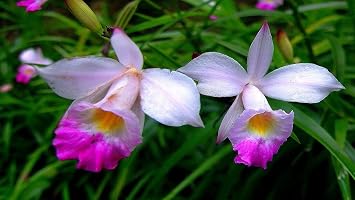 Hawaiian Flower Plant Roots - Bamboo Orchids - Hibiscus - Ginger -Ti Logs (Bamboo Orchid Root)