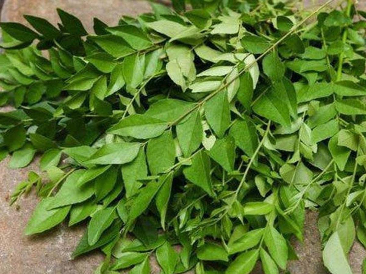 CosaCentrum Curry Leaves - Kadi Patta Sweet Neem Live Plant with Free Pot (B0BM9N4MK2) Amazon Price History, Amazon Price Tracker