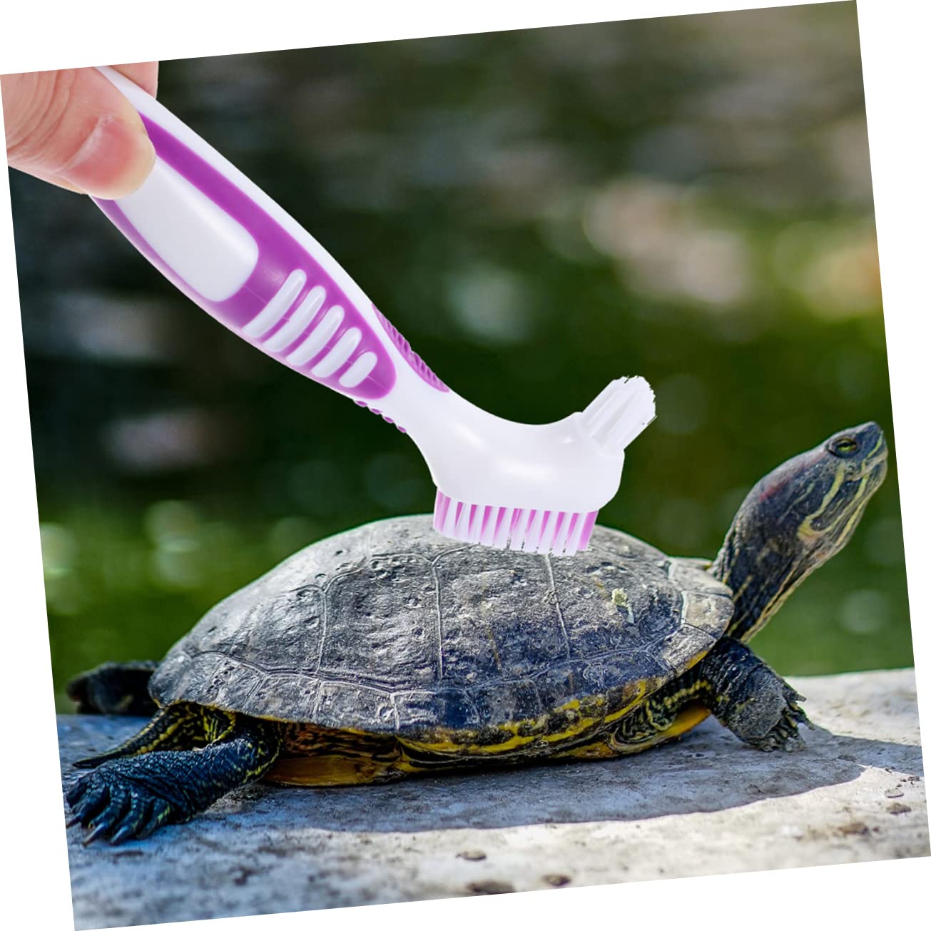 HAICN Spazzola Pulizia Tartaruga | Doppia Faccia Per Guscio E Habitat | 2 Pezzi Blu E Verde - Foto 7