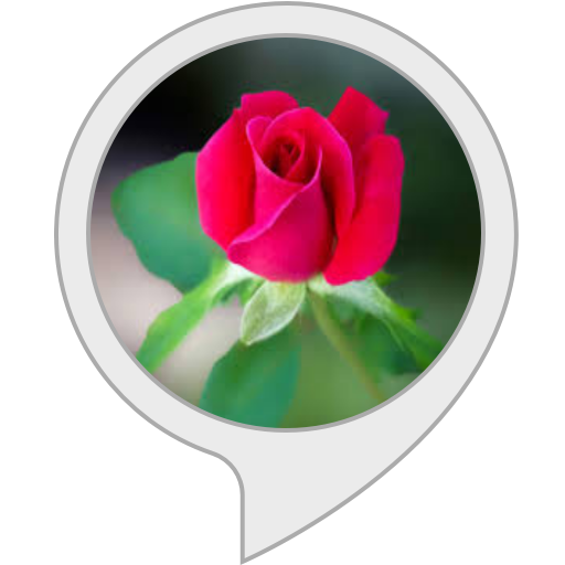 Amazon.in: Dev Flower : Alexa Skills
