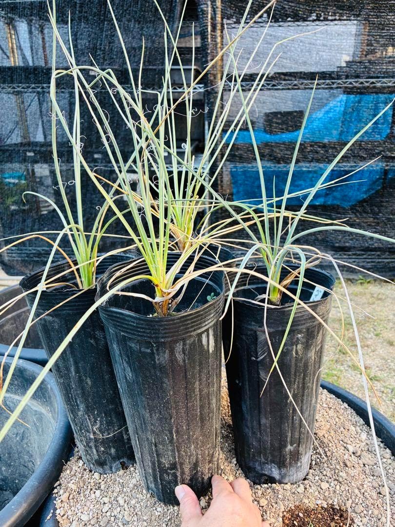 ココスヤシシルバーリーフ ご希望 葉先 180cm幹回り45cm 幹高120cm