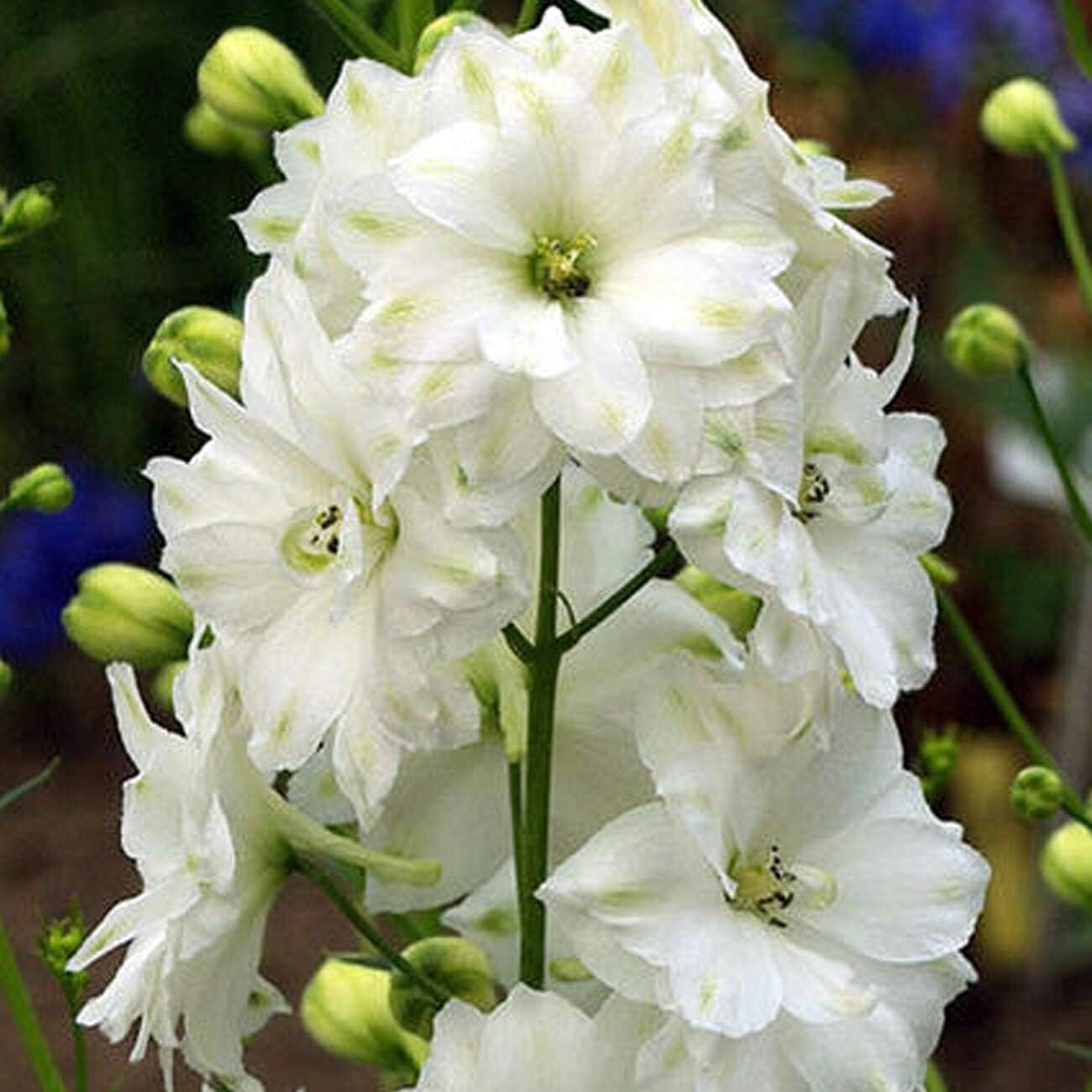 Amazon.co.jp: [World Fantasy Garden] 苗 デルフィニウム