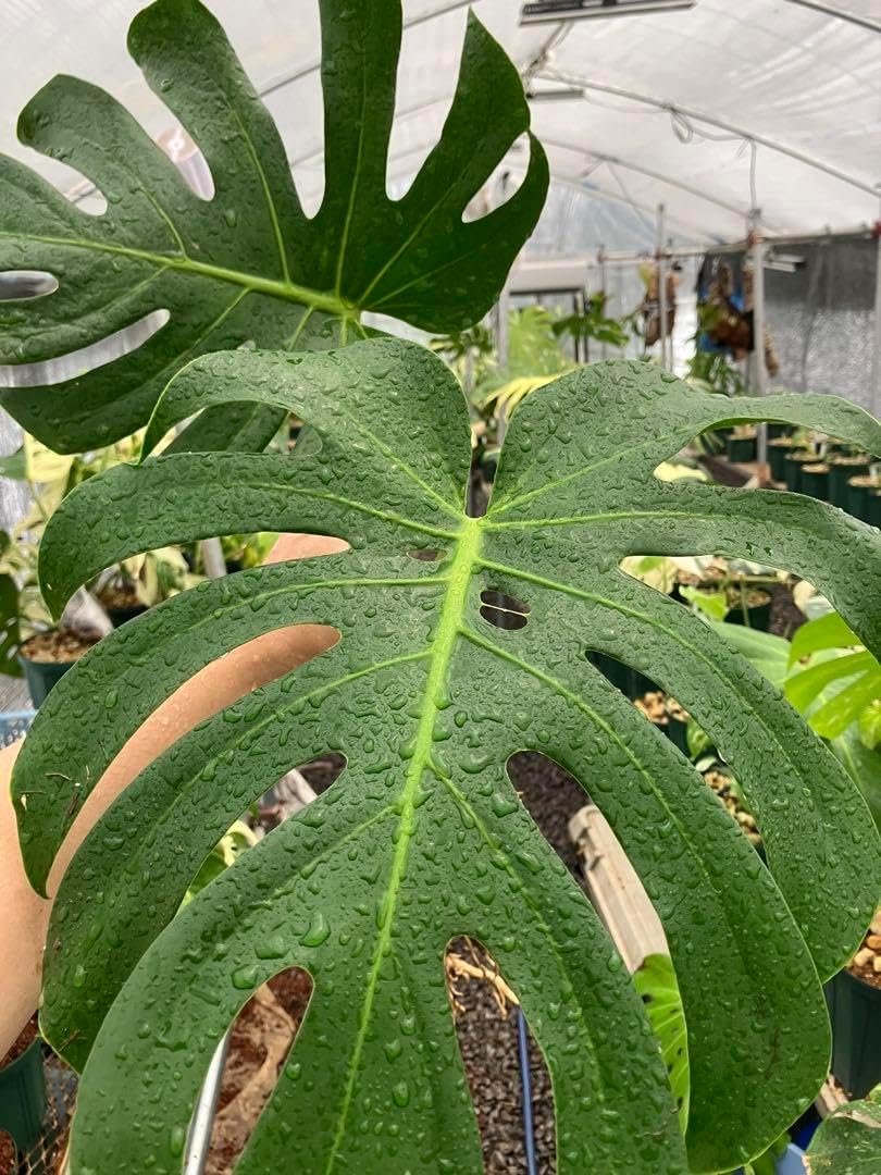 モンステラ38 斑入　ミント斑　マクロコズム　デリシオーサ　特大株カット茎　気根 モンステラ38 斑入 ミント斑 マクロコズム デリシオーサ 特大株