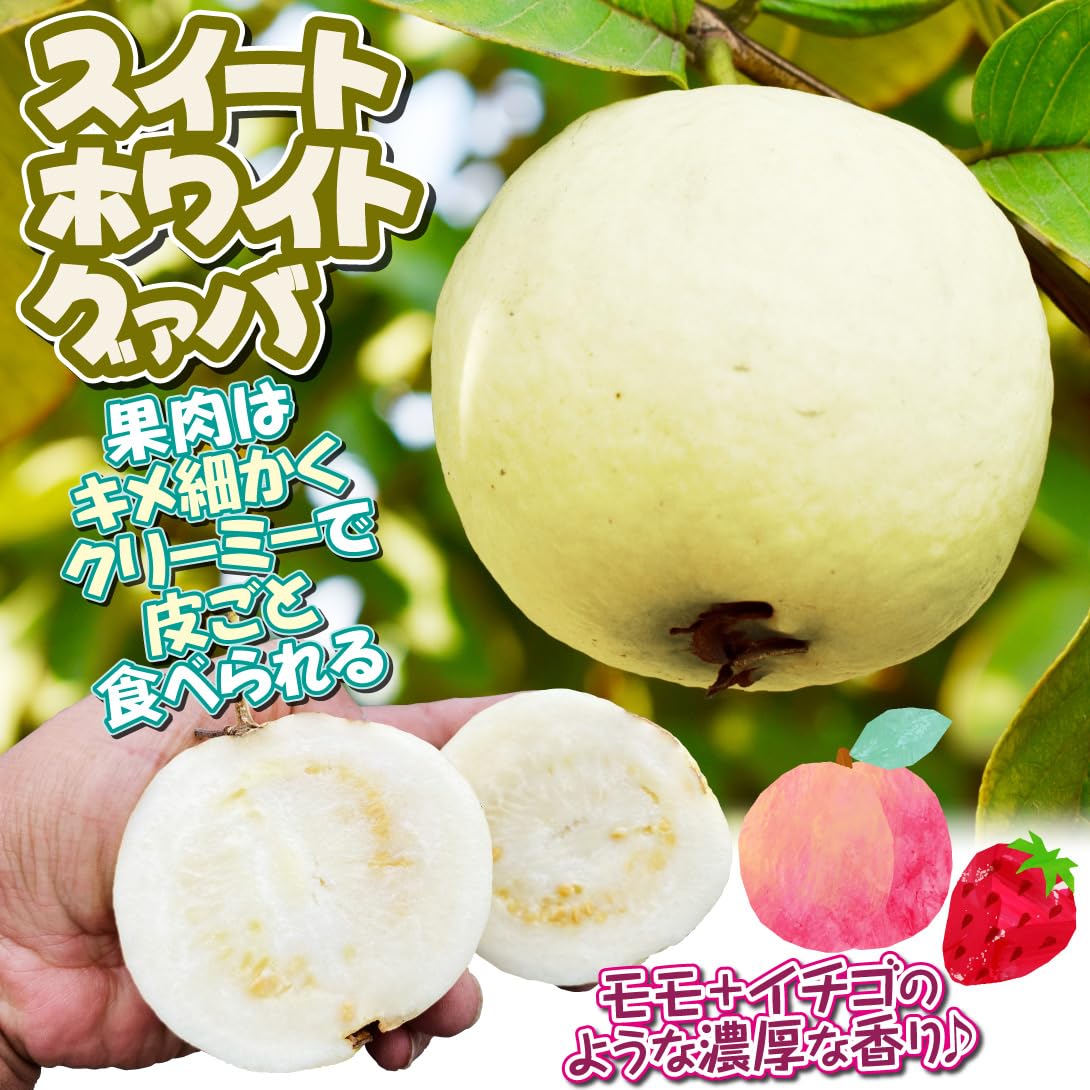 Amazon.co.jp: 果樹苗 グァバ スイートホワイトグァバ 1株 / 国華園 26